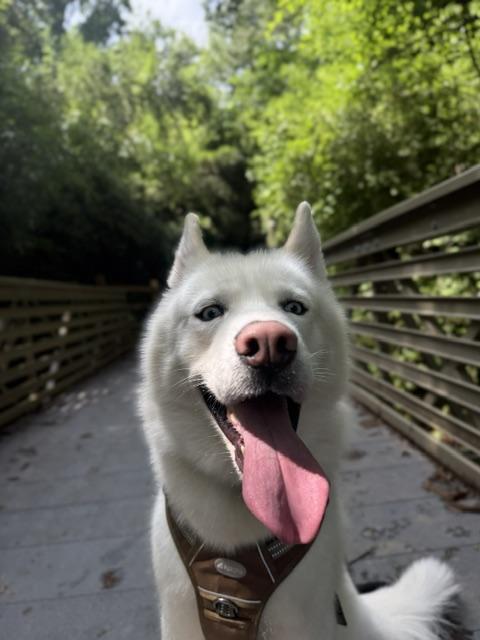 Cooper, Adoptable, Young Male Siberian Husky.