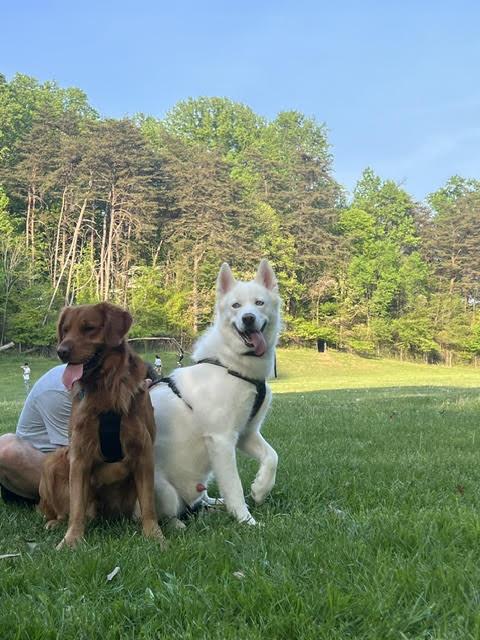 Enlarge Cooper, a Adoptable Siberian Husky in Silver Spring, MD image 5/6