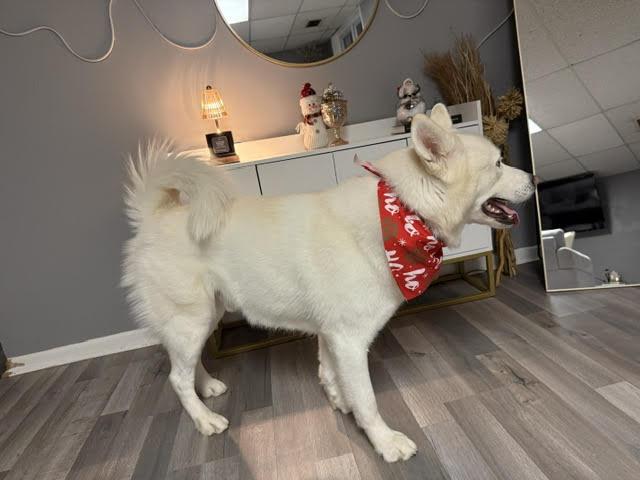 Enlarge Cooper, a Adoptable Siberian Husky in Silver Spring, MD image 6/6