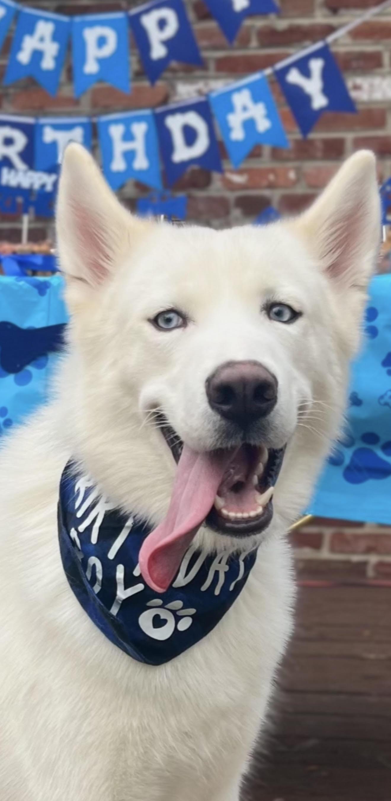 Enlarge Cooper, a Adoptable Siberian Husky in Silver Spring, MD image 2/6