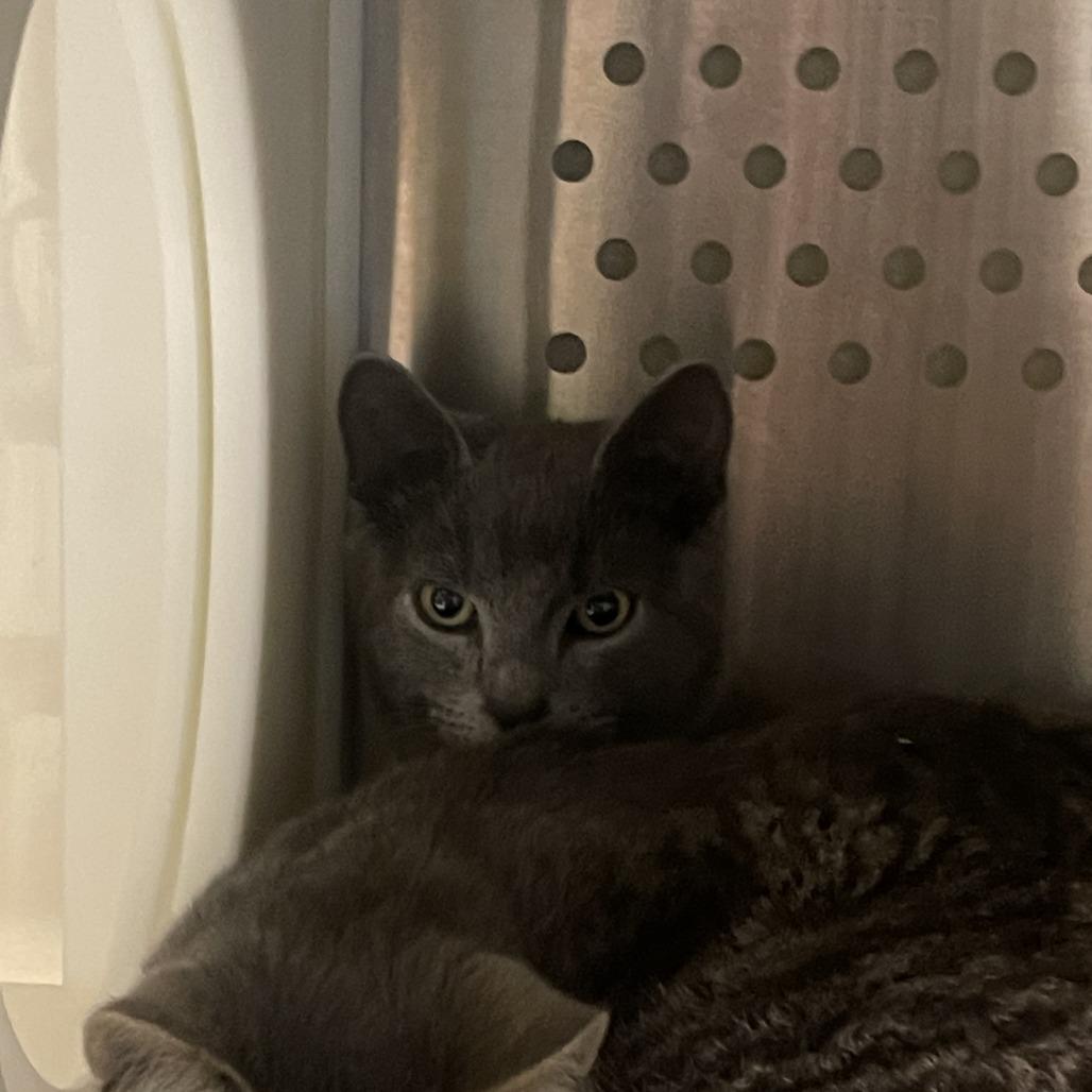 Greg Universe, Adoptable, Young Male Domestic Short Hair.