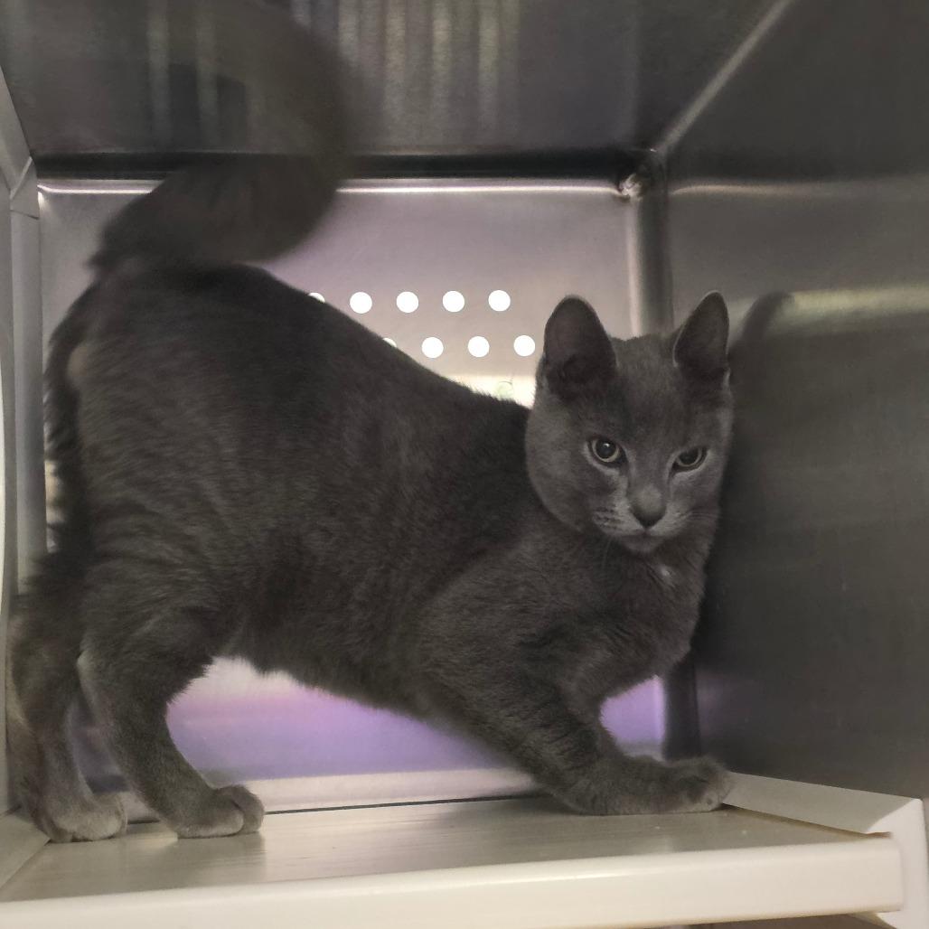 Enlarge Greg Universe, a Adoptable Domestic Short Hair in Port Townsend, WA image 2/5