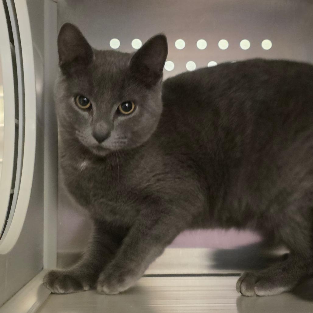 Enlarge Greg Universe, a Adoptable Domestic Short Hair in Port Townsend, WA image 3/5