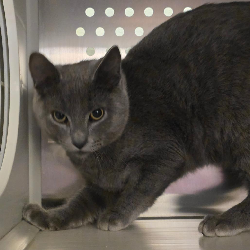 Enlarge Greg Universe, a Adoptable Domestic Short Hair in Port Townsend, WA image 4/5