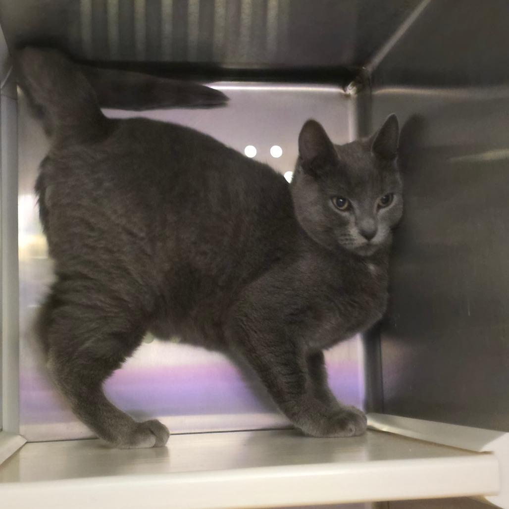 Enlarge Greg Universe, a Adoptable Domestic Short Hair in Port Townsend, WA image 5/5