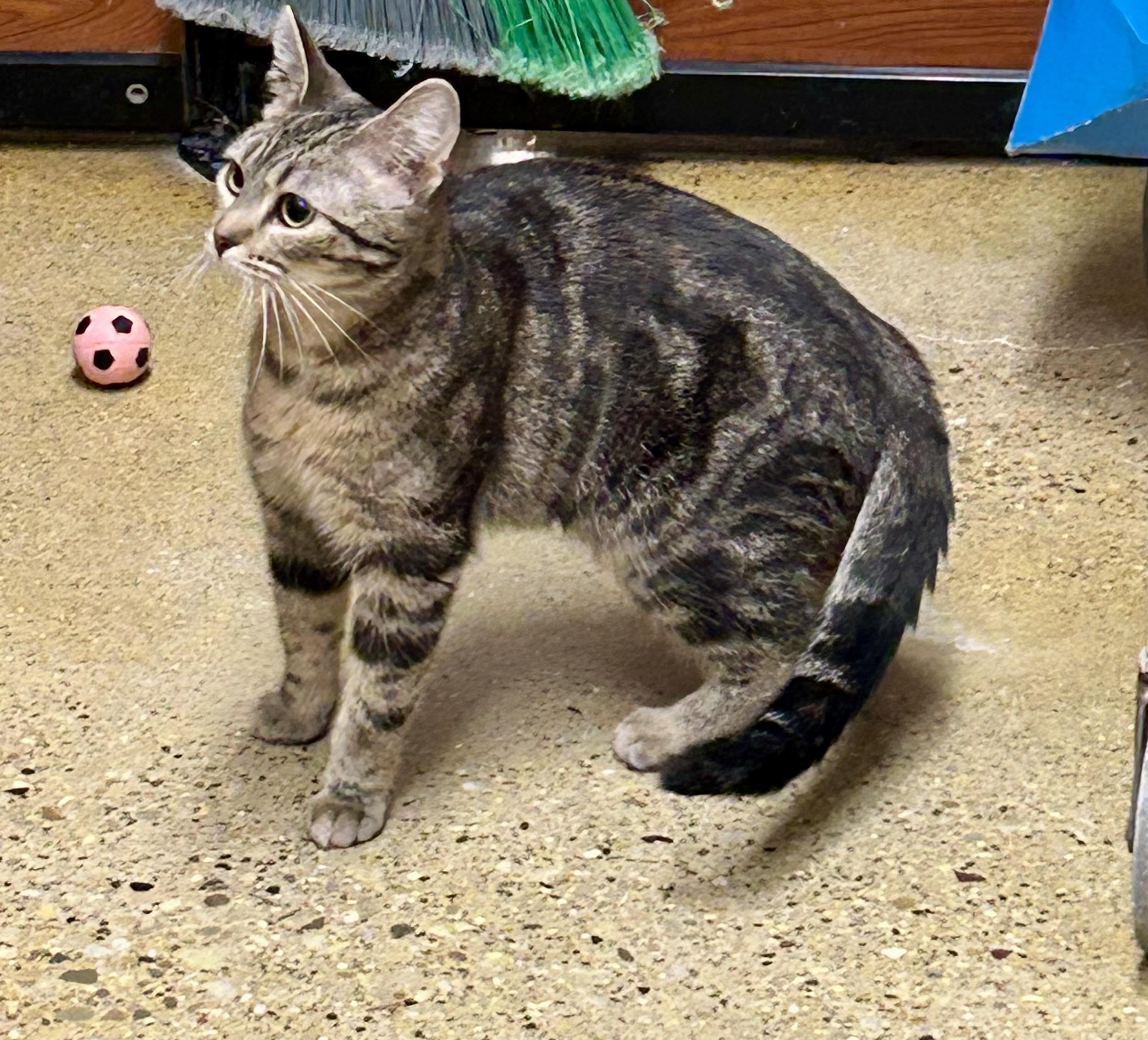 Samira, a ADOPTABLE Domestic Short Hair in Vernon Hills, IL image 3/3