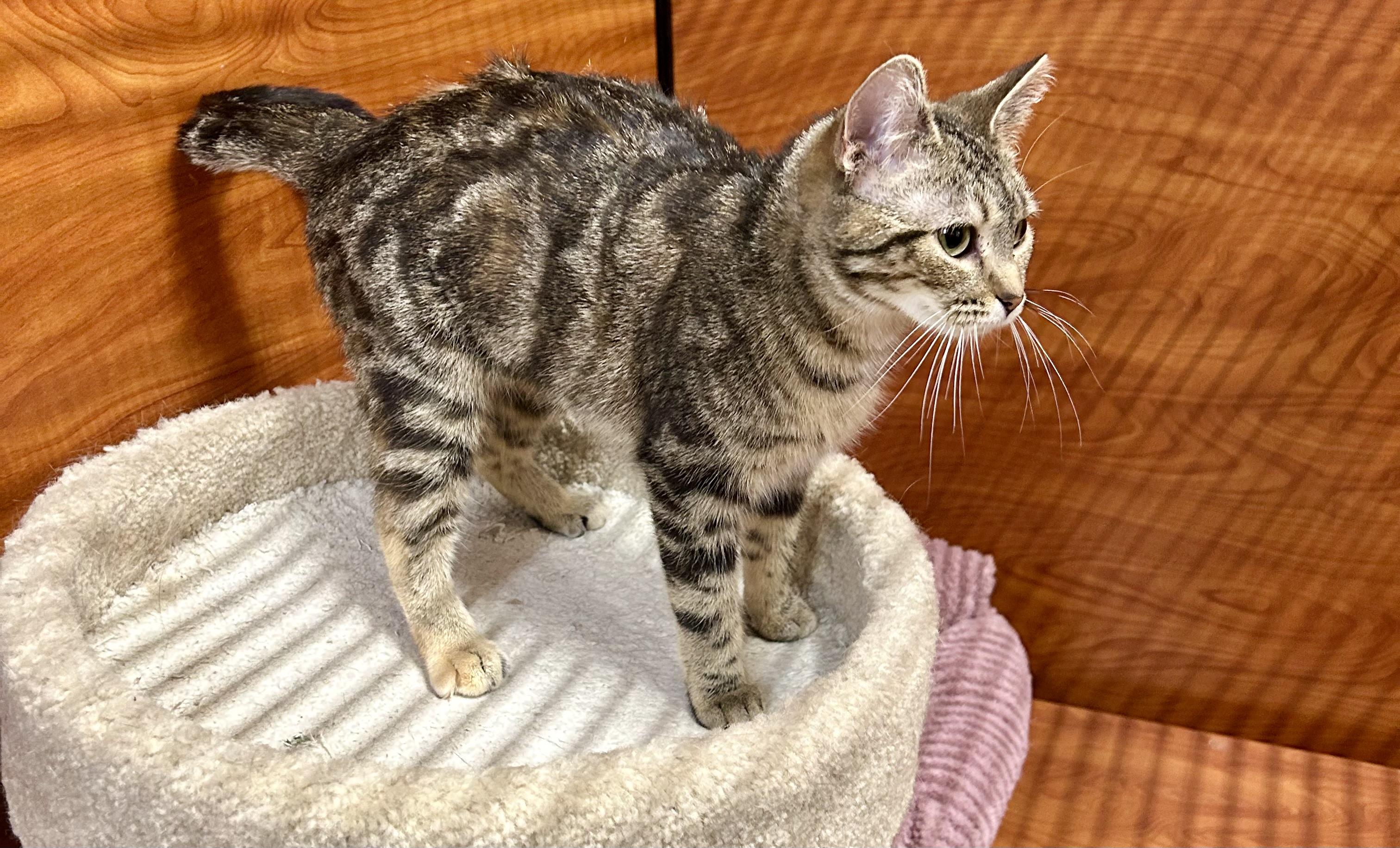 Samira, ADOPTABLE, Adult Female Domestic Short Hair.