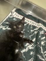 Sullivan, ADOPTABLE, Young Male Domestic Short Hair.