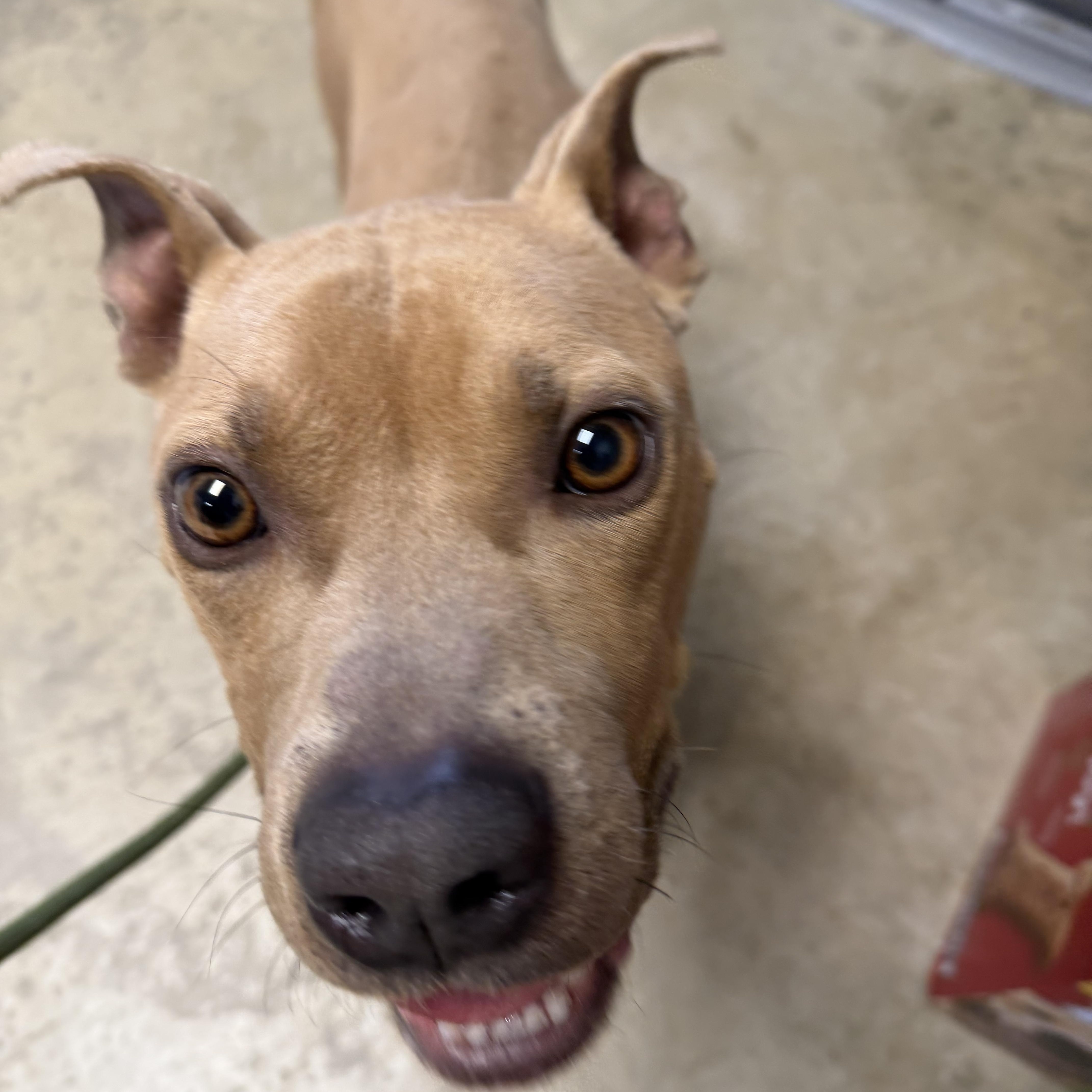 Enlarge Baker, a ADOPTABLE mixed breed in Lancaster, SC image 1/4