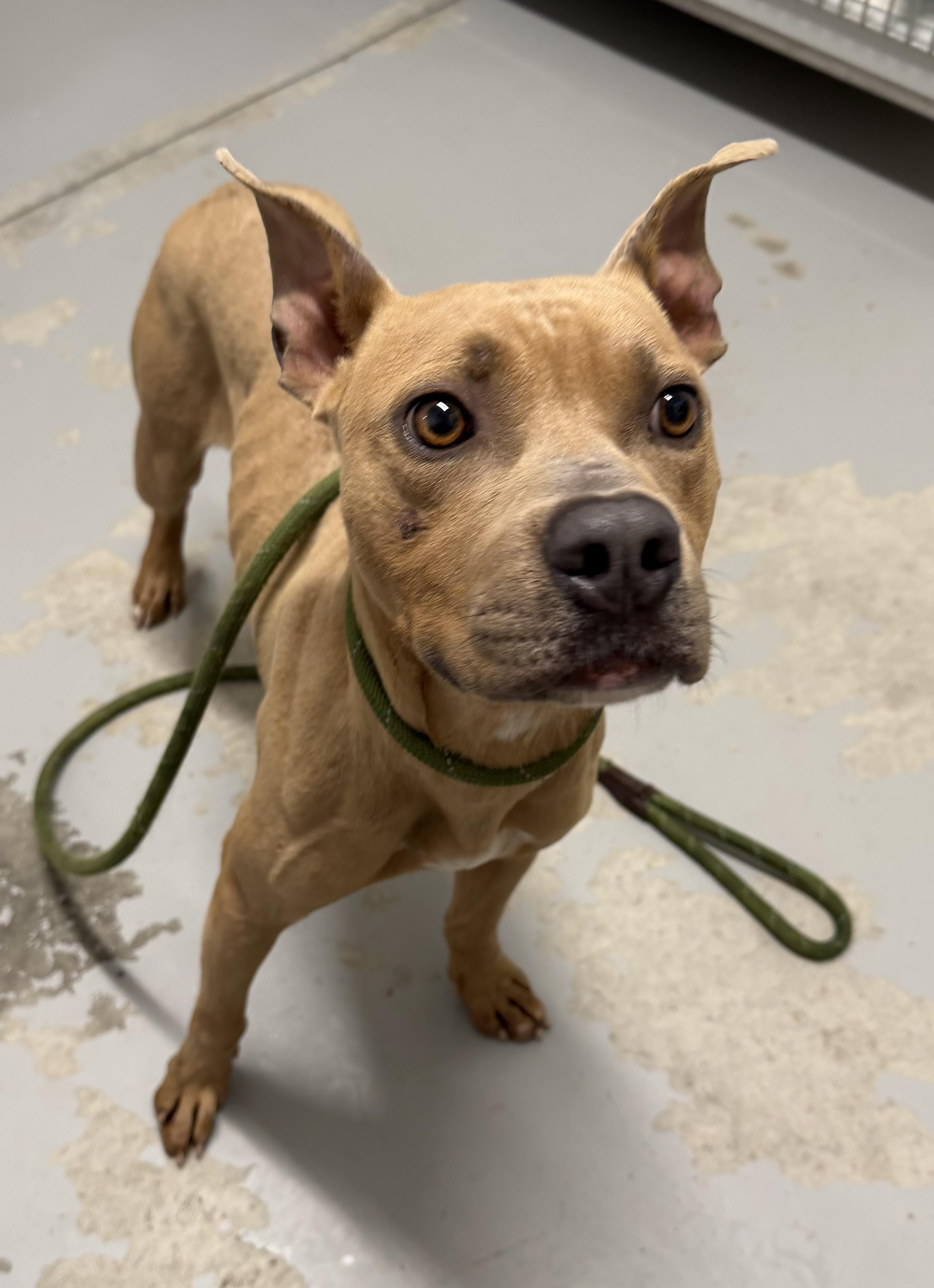 Enlarge Baker, a ADOPTABLE mixed breed in Lancaster, SC image 5/6