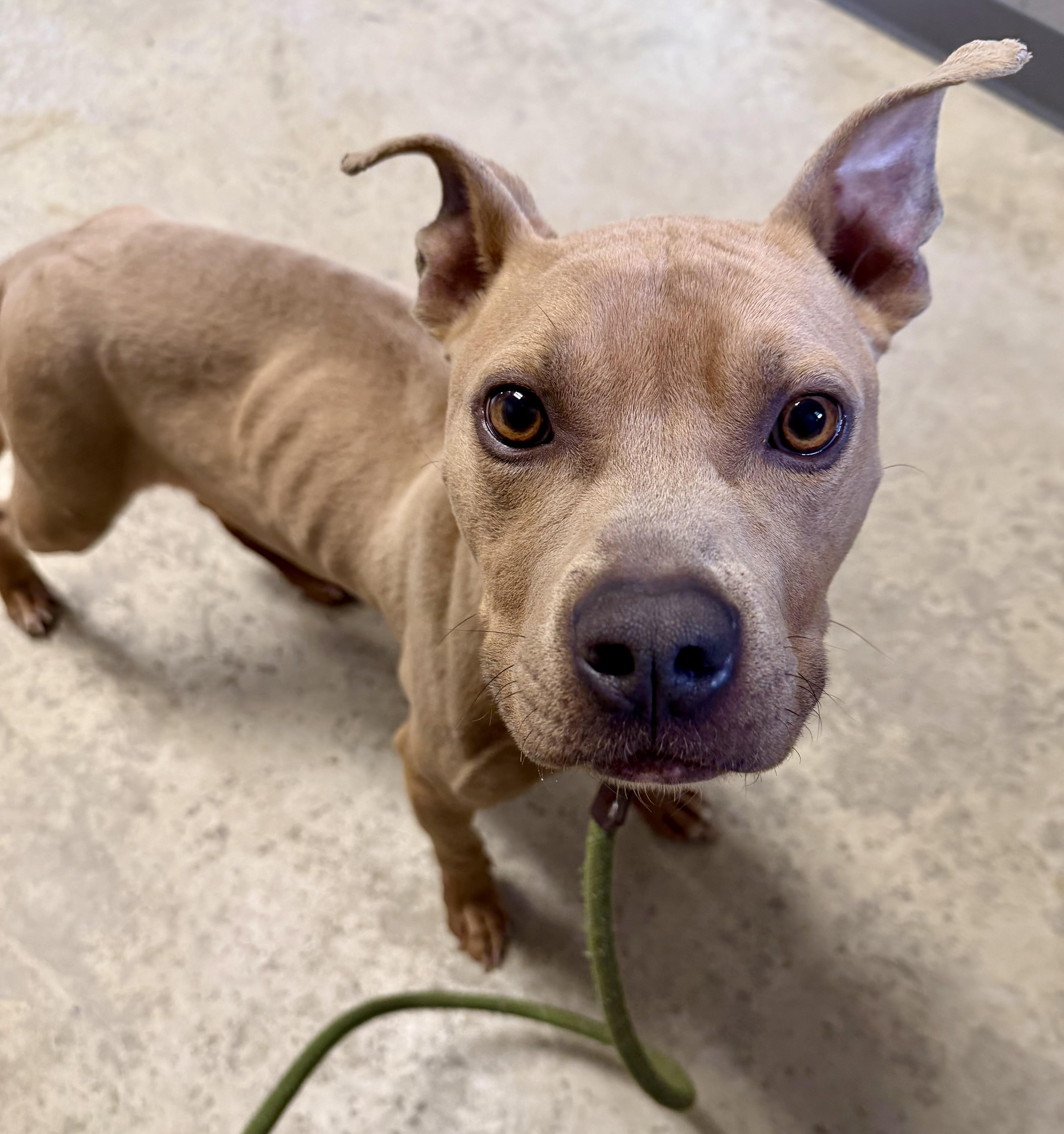 Enlarge Baker, a ADOPTABLE mixed breed in Lancaster, SC image 2/4