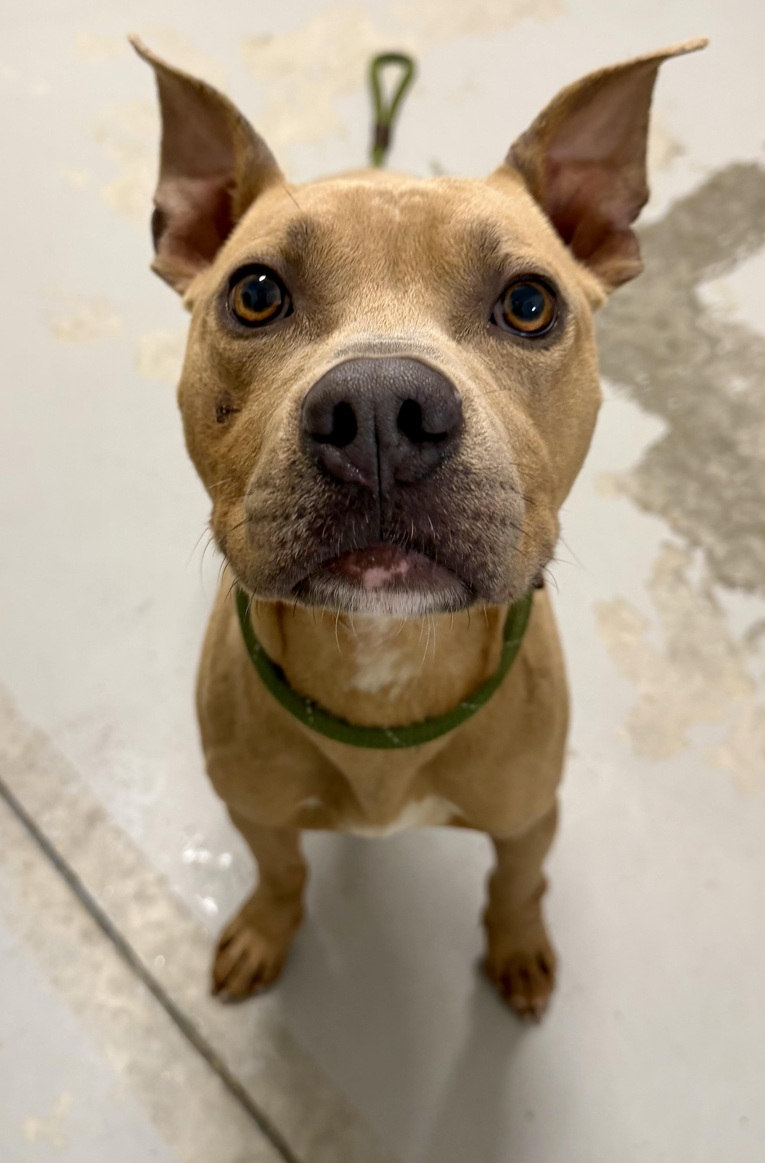 Baker, ADOPTABLE, Adult Male Terrier.