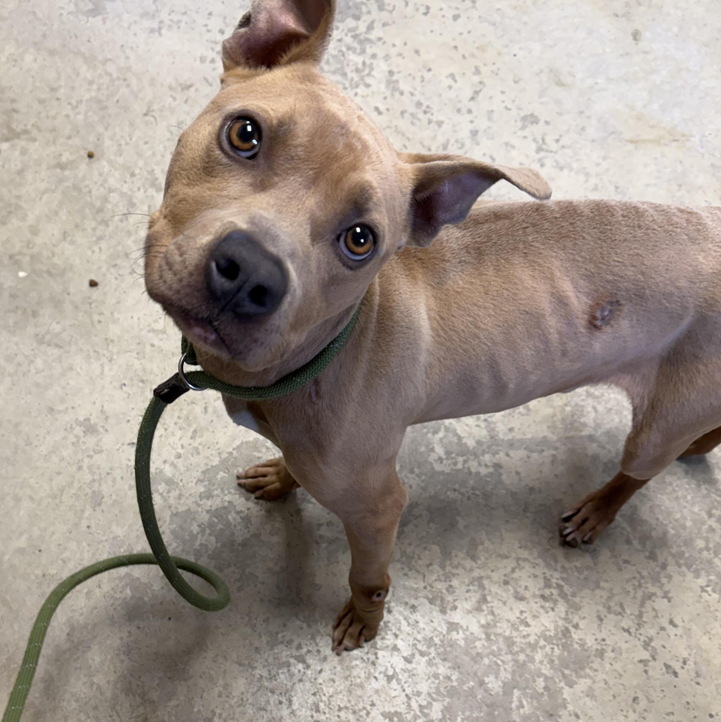 Enlarge Baker, a ADOPTABLE mixed breed in Lancaster, SC image 4/6