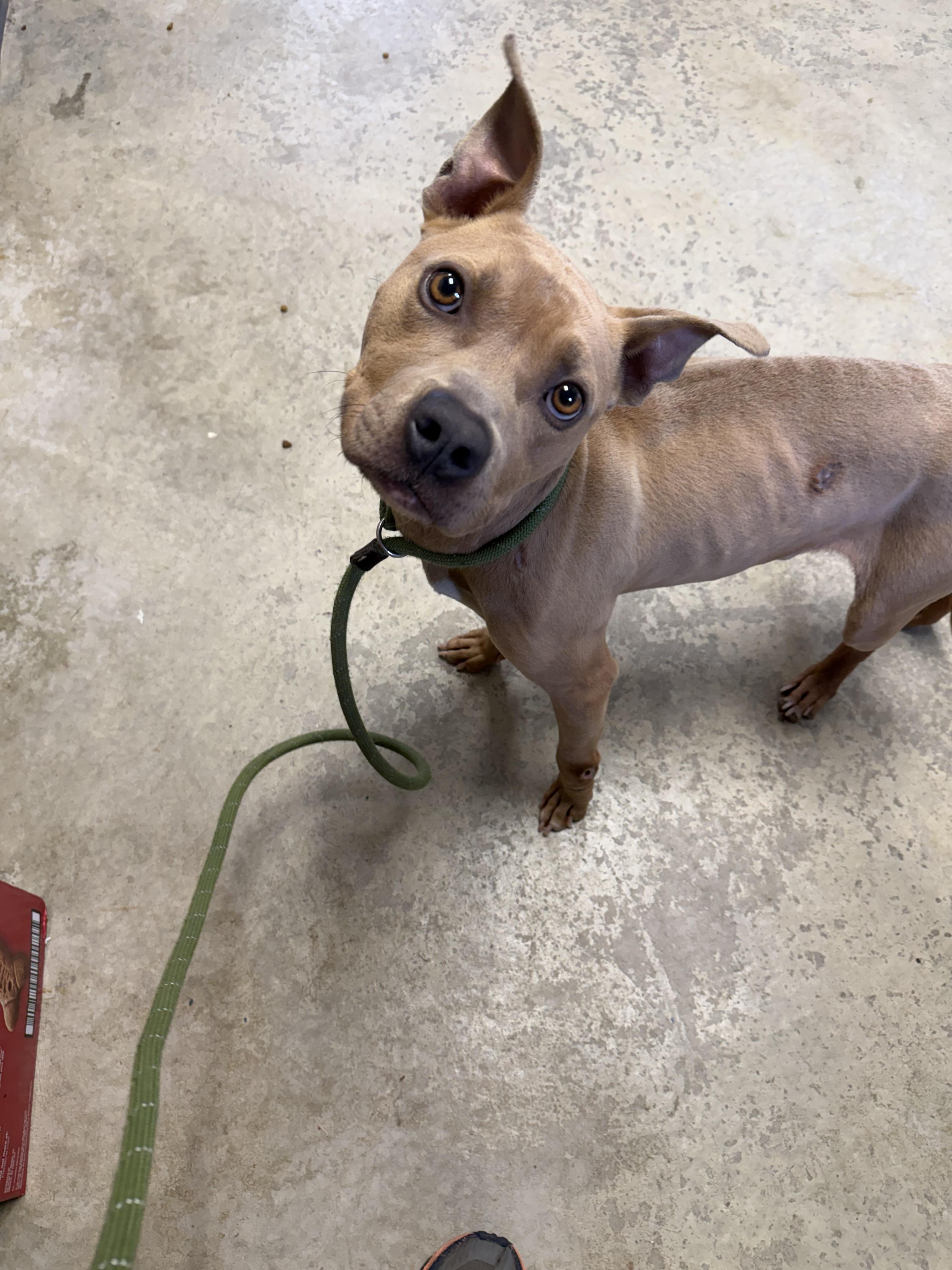 Enlarge Baker, a ADOPTABLE mixed breed in Lancaster, SC image 3/4