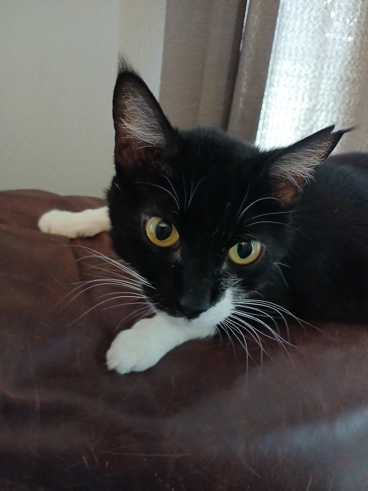 Bon Bon, Adoptable, Young Female Domestic Short Hair.