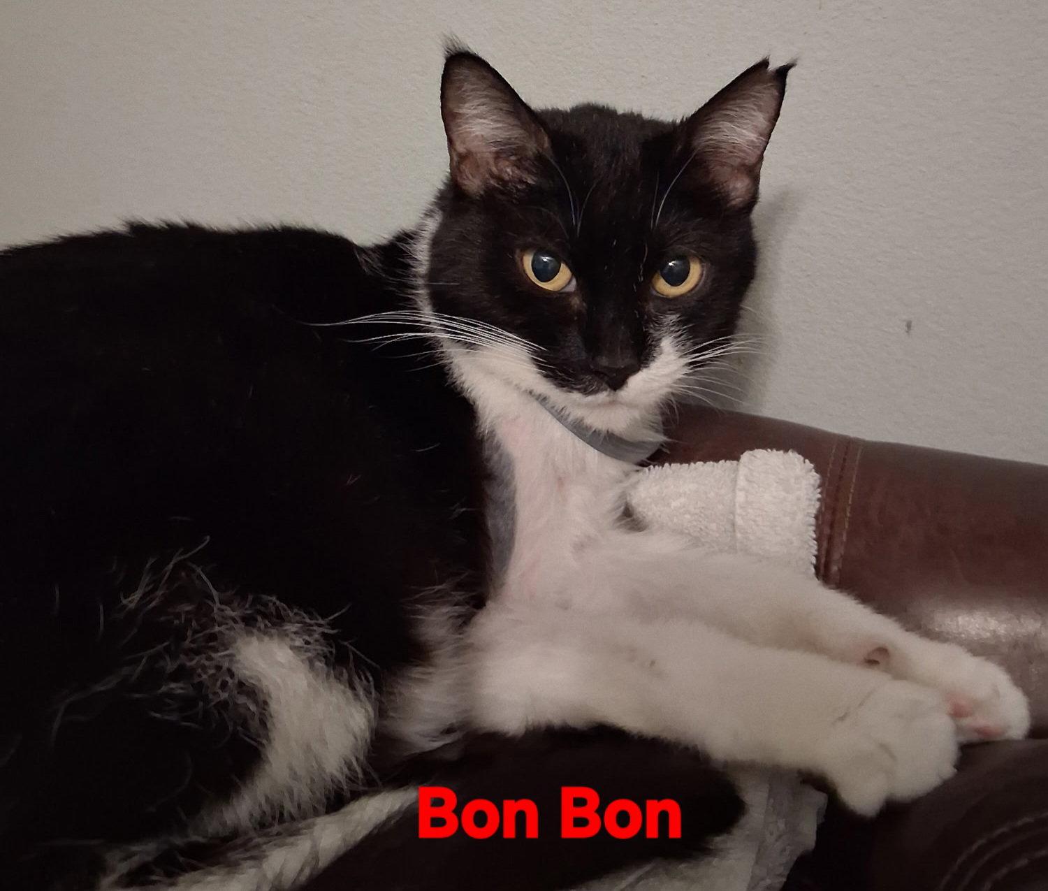 Bon Bon, Adoptable, Young Female Domestic Short Hair.