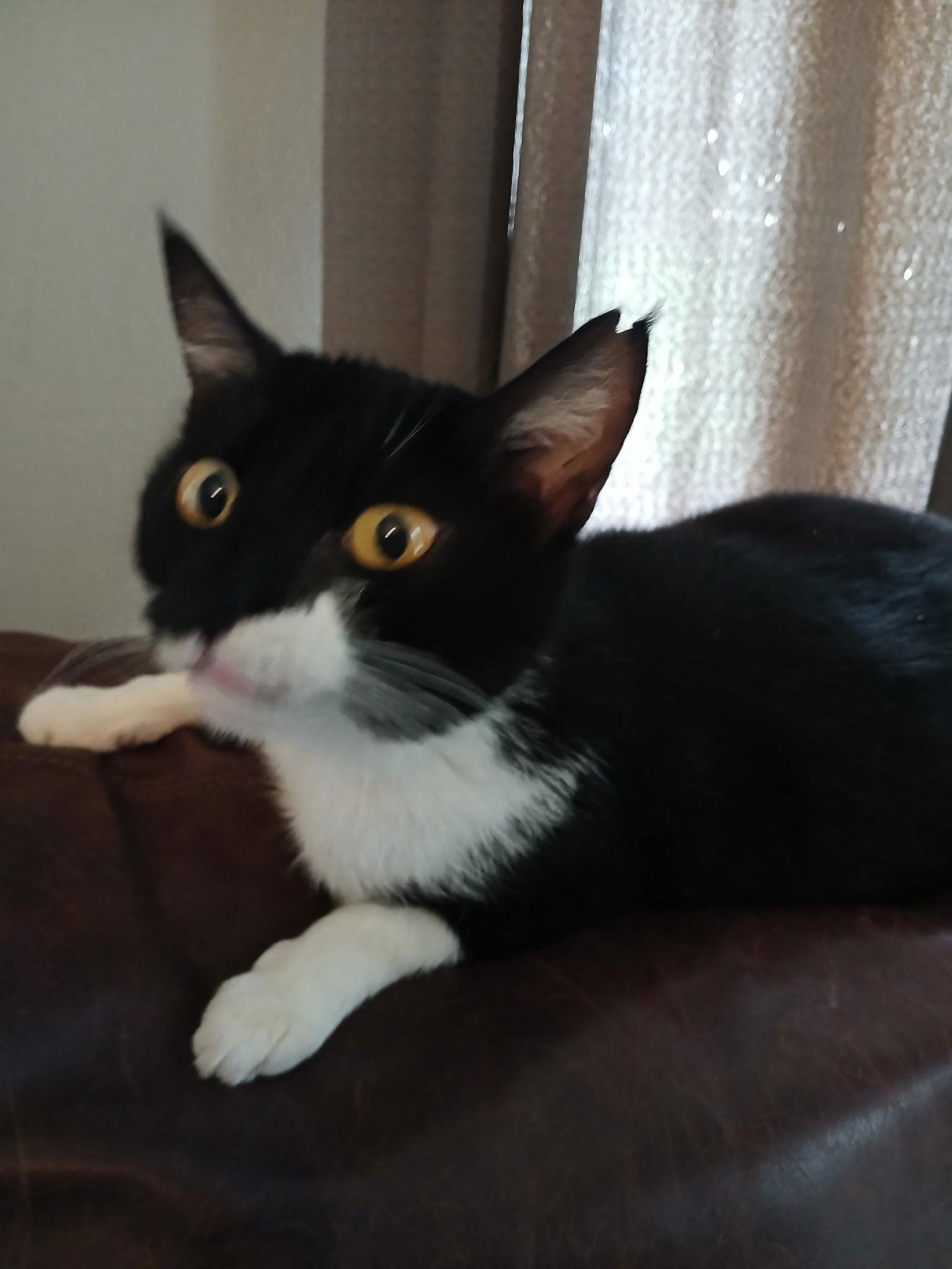 Enlarge Bon Bon, a Adoptable Domestic Short Hair in Longwood, FL image 2/2