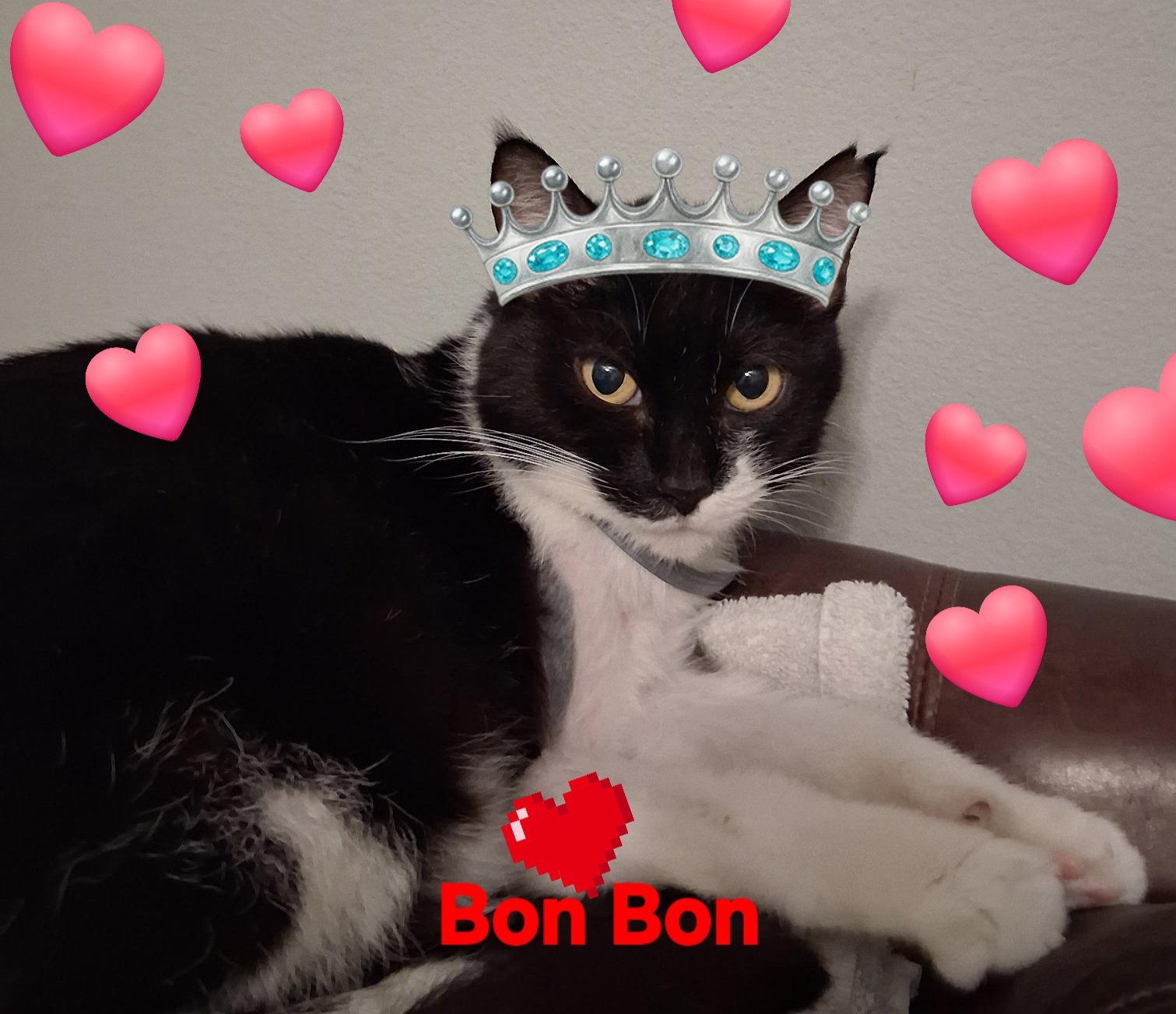 Bon Bon, a Adoptable Domestic Short Hair in Longwood, FL image 3/3
