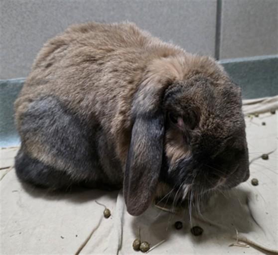 Enlarge HIP HOP, a Adoptable Holland Lop in Boston, MA image 1/1