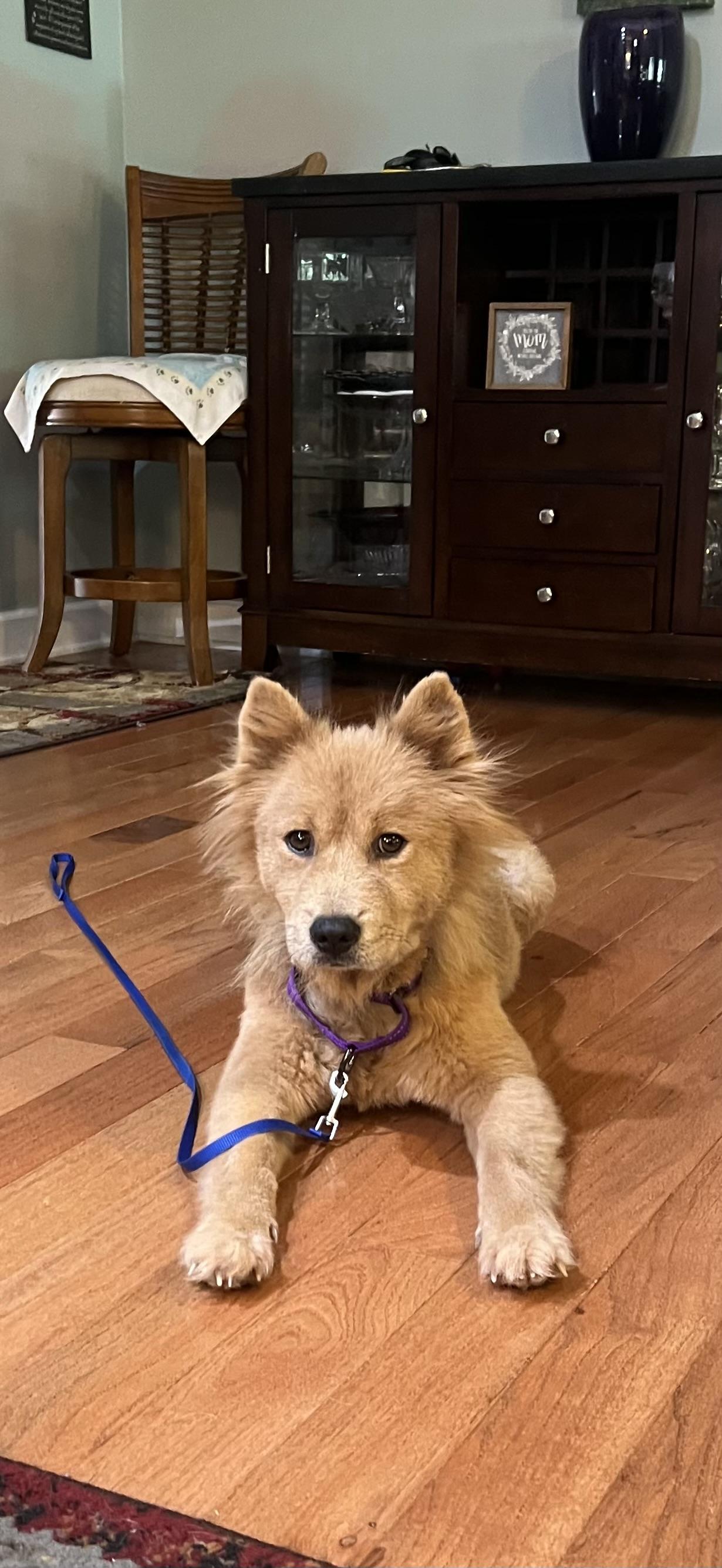 Enlarge DEE DEE (MA), a Adoptable mixed breed in Southbridge , MA image 2/6