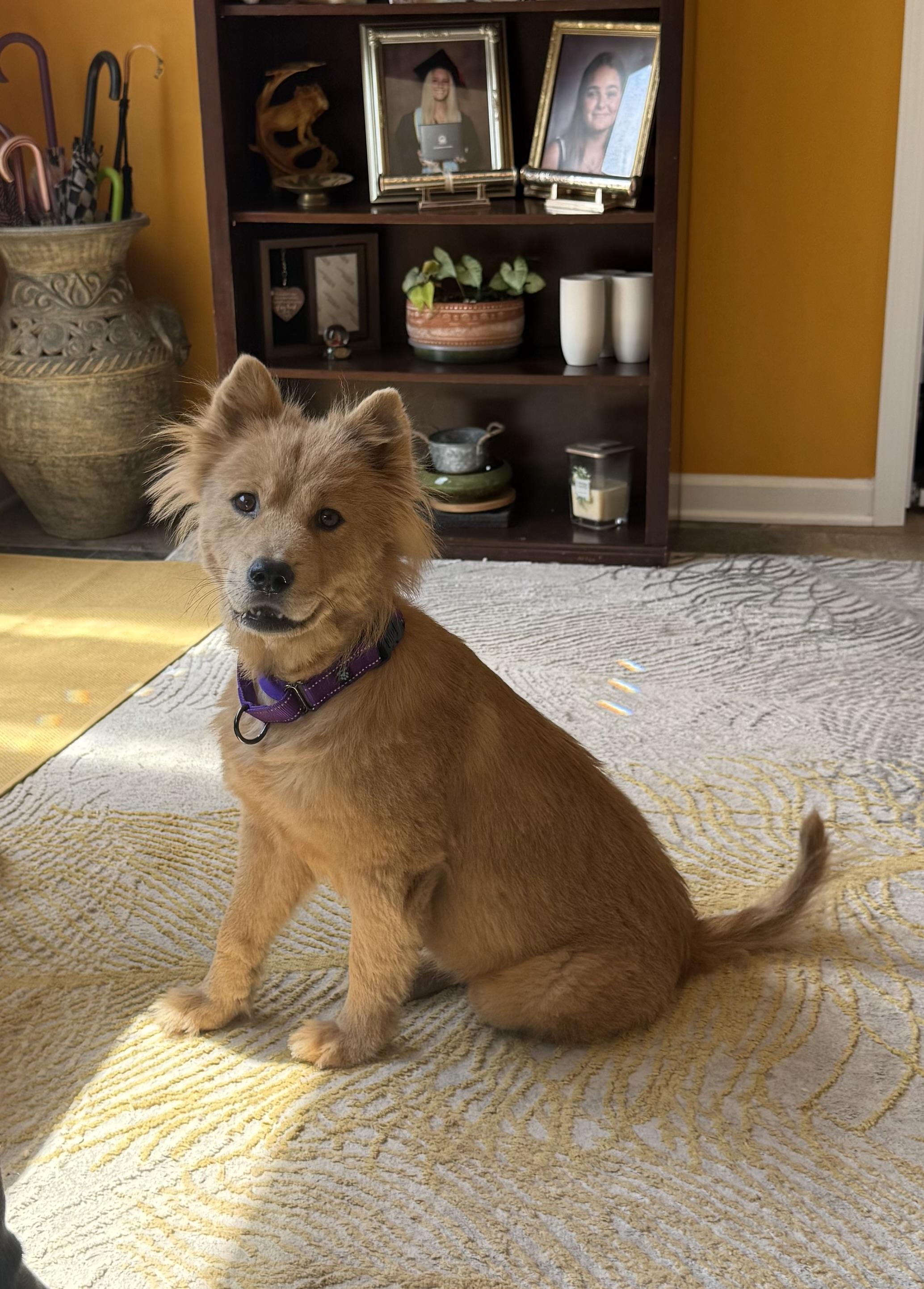 DEE DEE (MA), Adoptable, Adult Female Chow Chow.