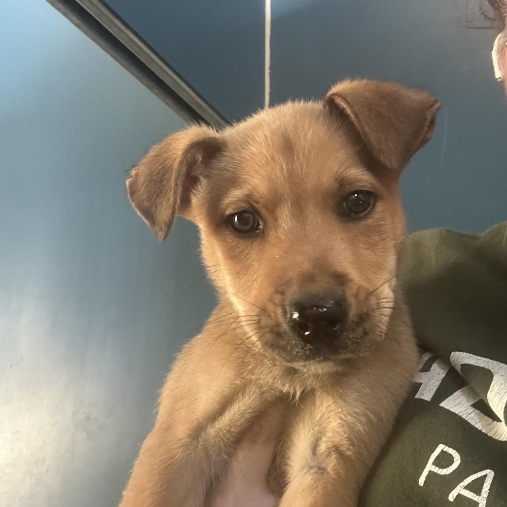 Enlarge Twiggy, a Adoptable Mixed Breed in Saskatoon, SK image 1/1