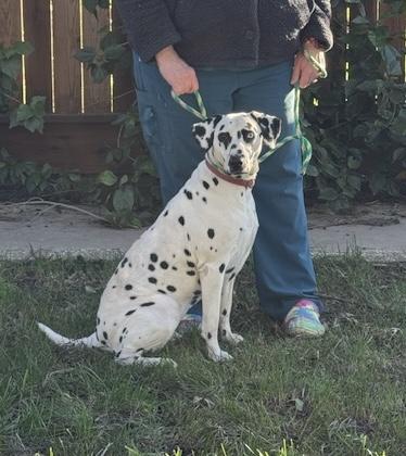 DeeDee, ADOPTABLE, Adult Female Dalmatian.