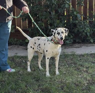 Enlarge DeeDee, a ADOPTABLE Dalmatian in Turlock, CA image 2/4