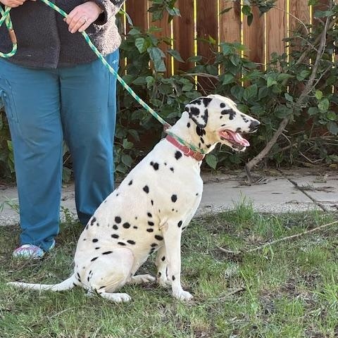 Enlarge DeeDee, a ADOPTABLE Dalmatian in Turlock, CA image 3/4