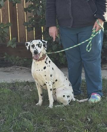 Enlarge DeeDee, a ADOPTABLE Dalmatian in Turlock, CA image 4/4