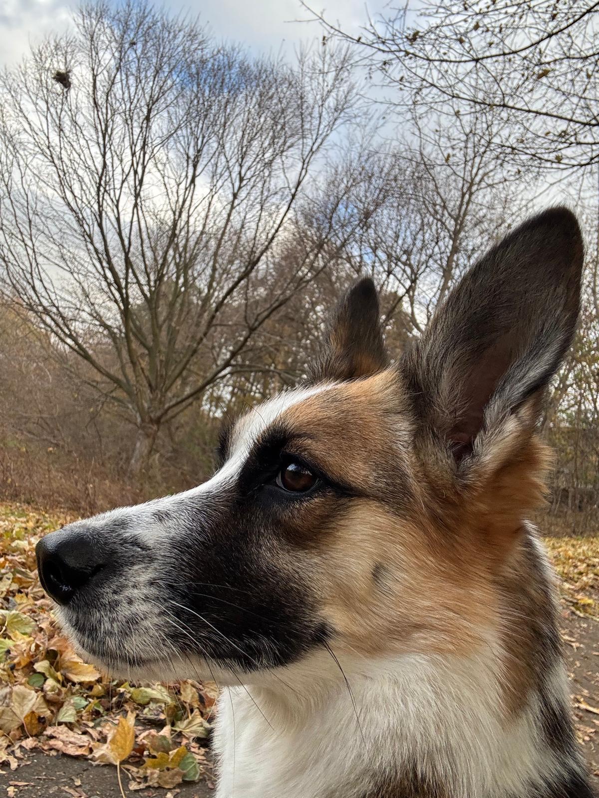 Alice, ADOPTABLE, Young Female Mixed Breed.