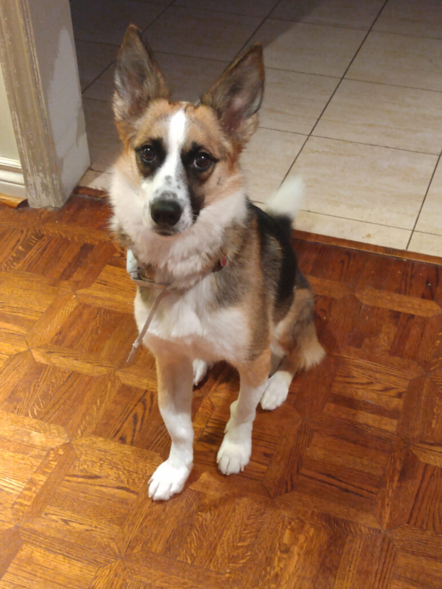 Enlarge Alice, a ADOPTABLE mixed breed in North York, ON image 3/6