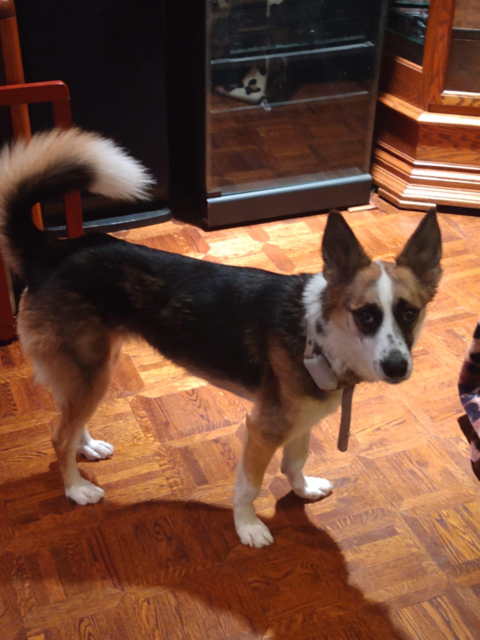 Enlarge Alice, a ADOPTABLE mixed breed in North York, ON image 5/6