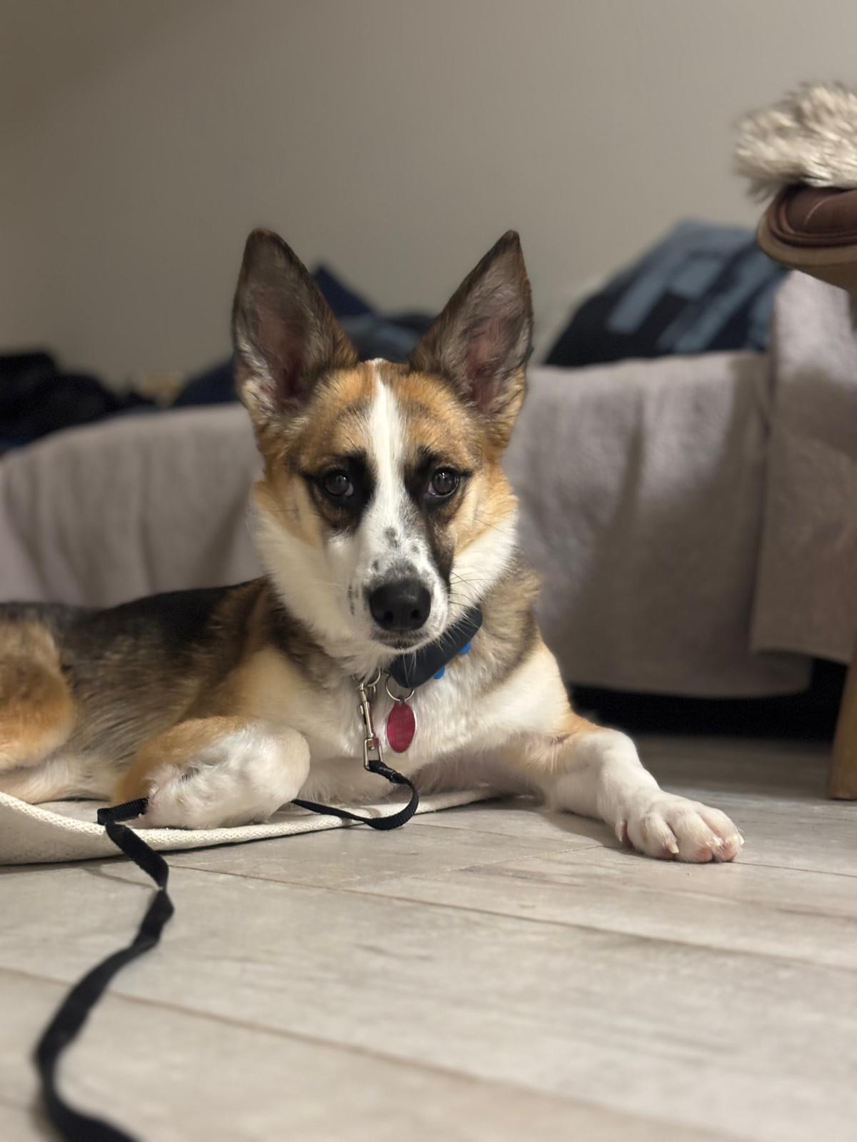 Enlarge Alice, a ADOPTABLE mixed breed in North York, ON image 6/6