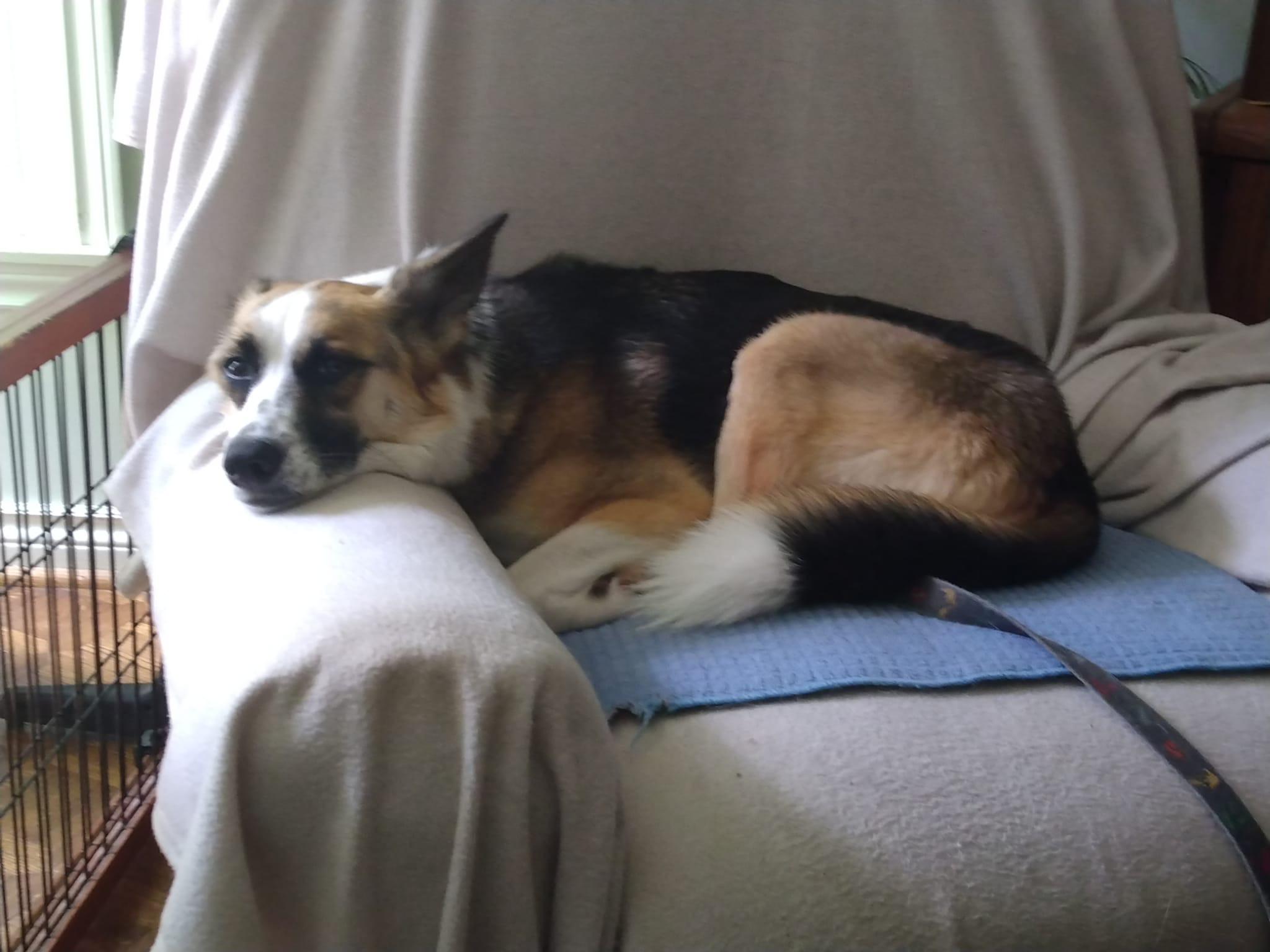 Enlarge Alice, a ADOPTABLE mixed breed in North York, ON image 4/6