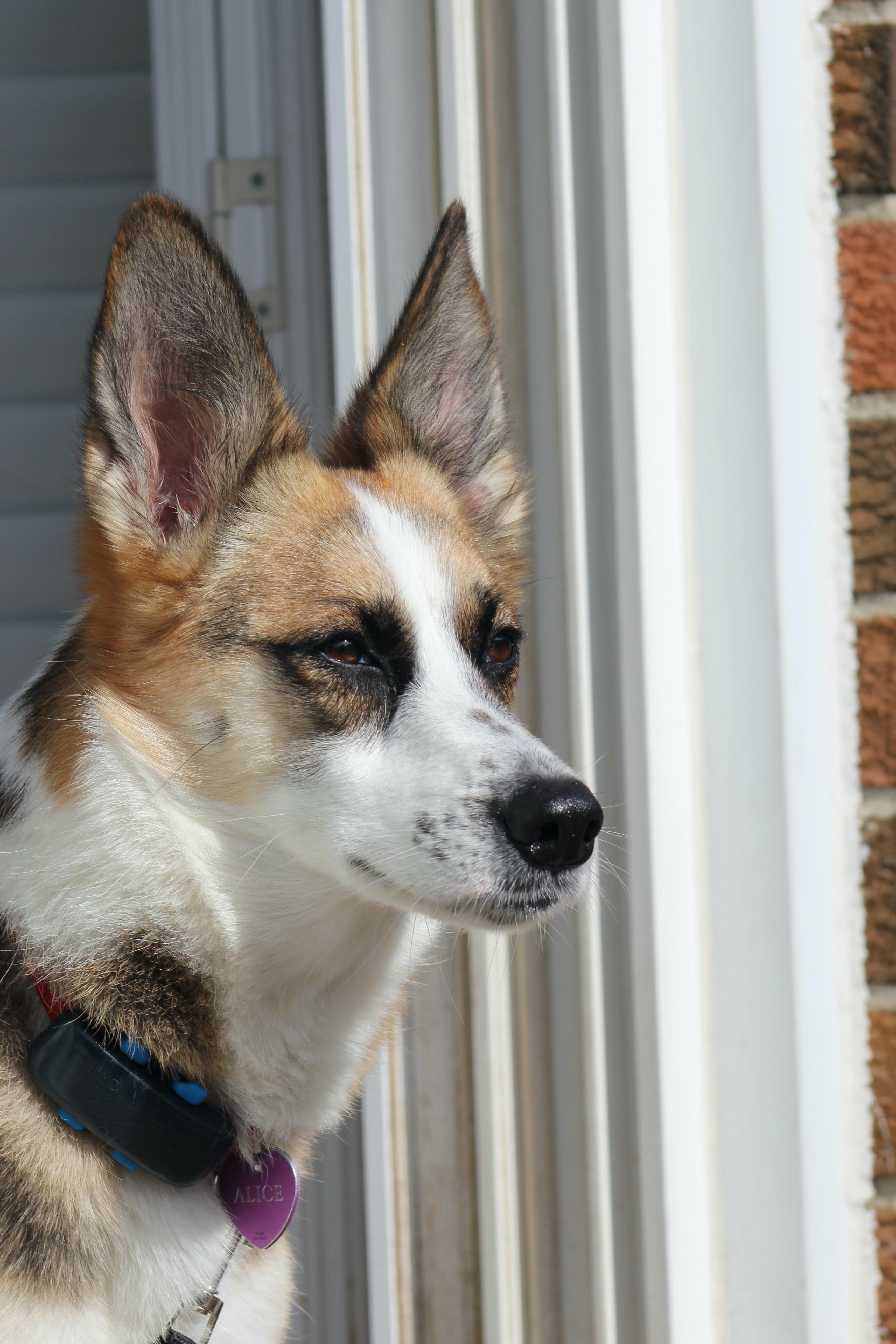 Alice, ADOPTABLE, Young Female Mixed Breed.
