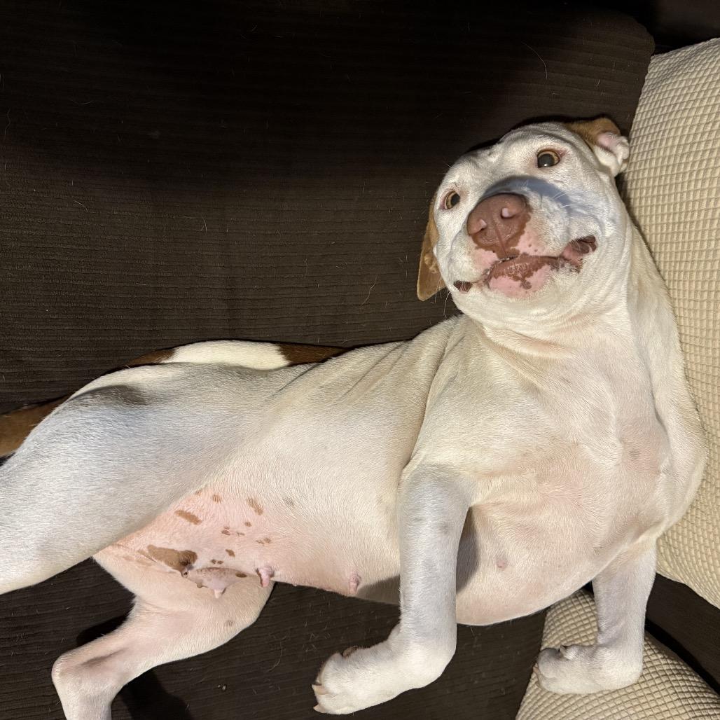 Mira, Adoptable, Adult Female Pit Bull Terrier.