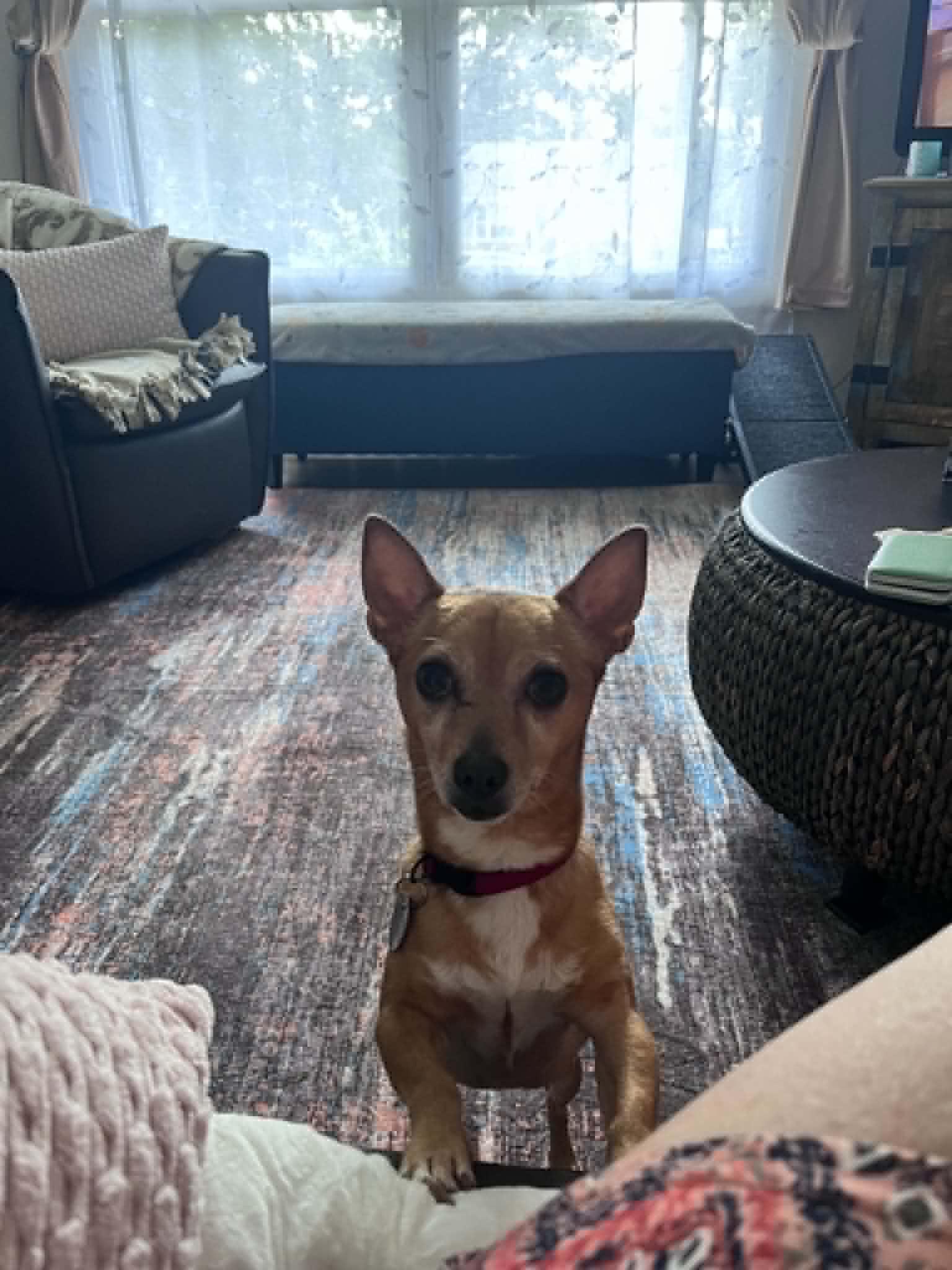 Cody, a ADOPTABLE mixed breed in Shawnee Mission, KS image 3/4