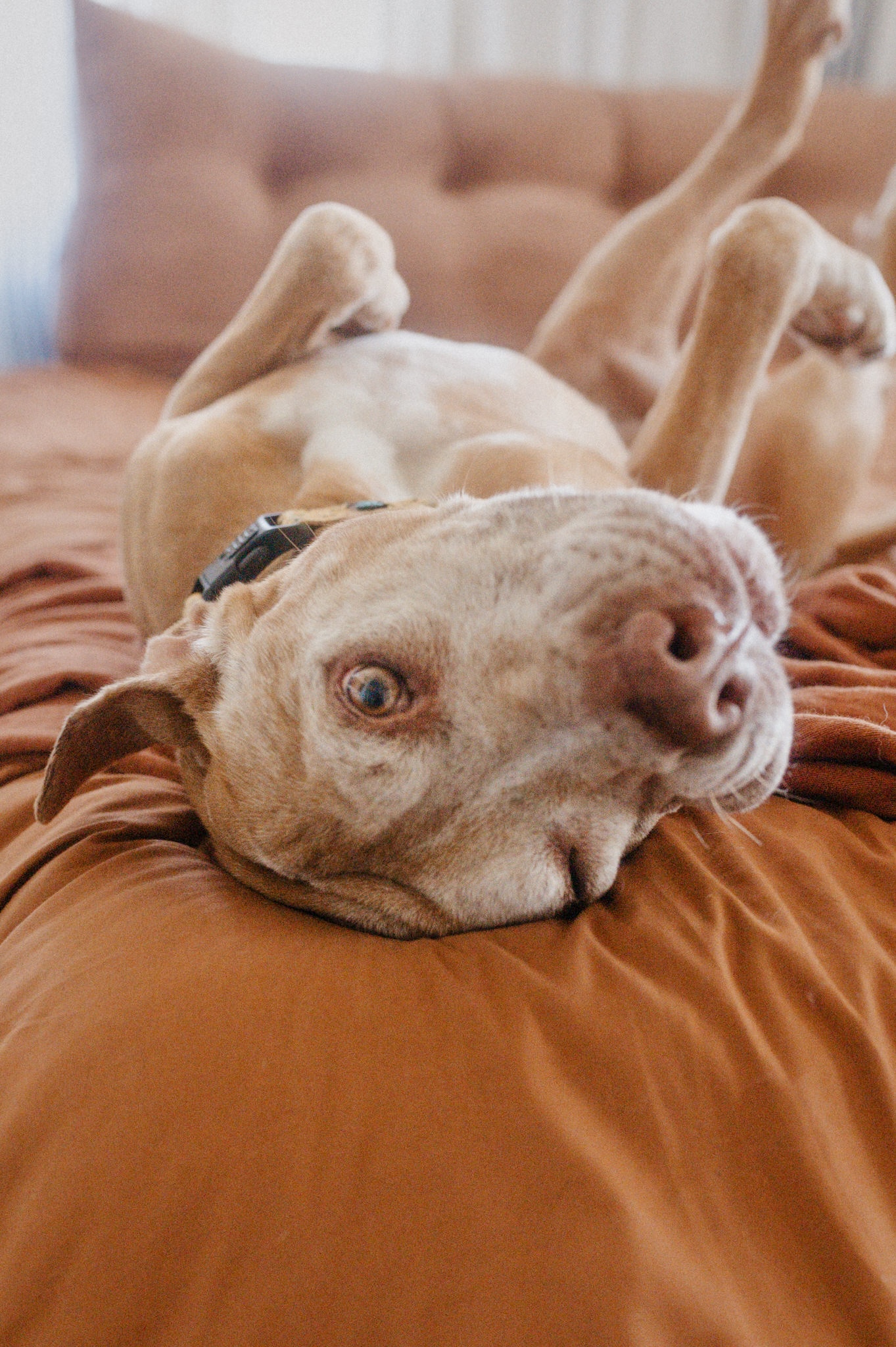 Zuma, a Adopted mixed breed in West Hollywood, CA image 3/5