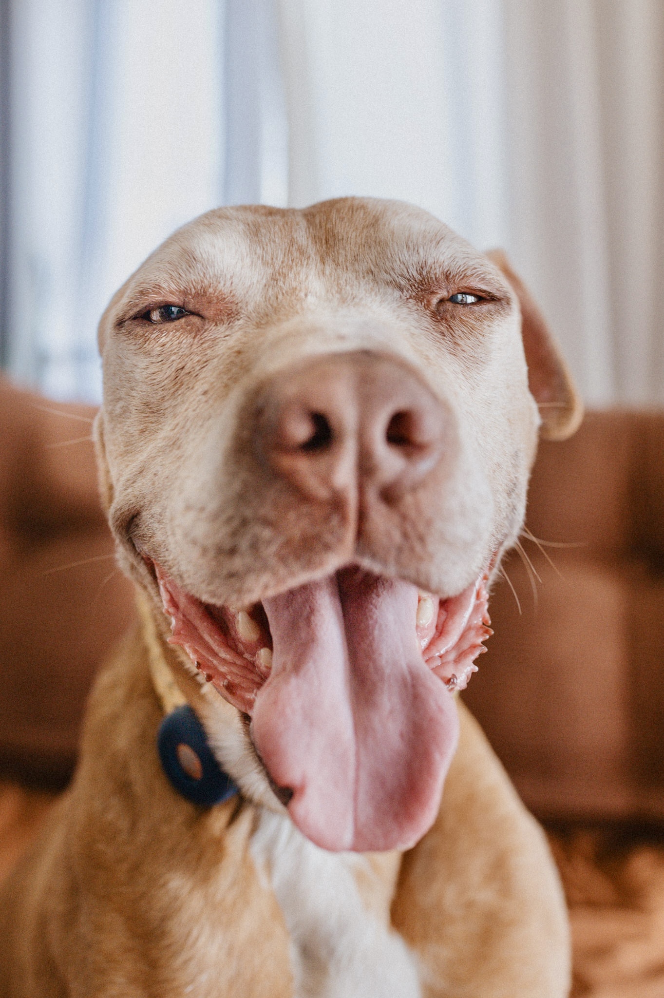 Zuma, Adopted, Adult Male American Staffordshire Terrier & Pit Bull Terrier.