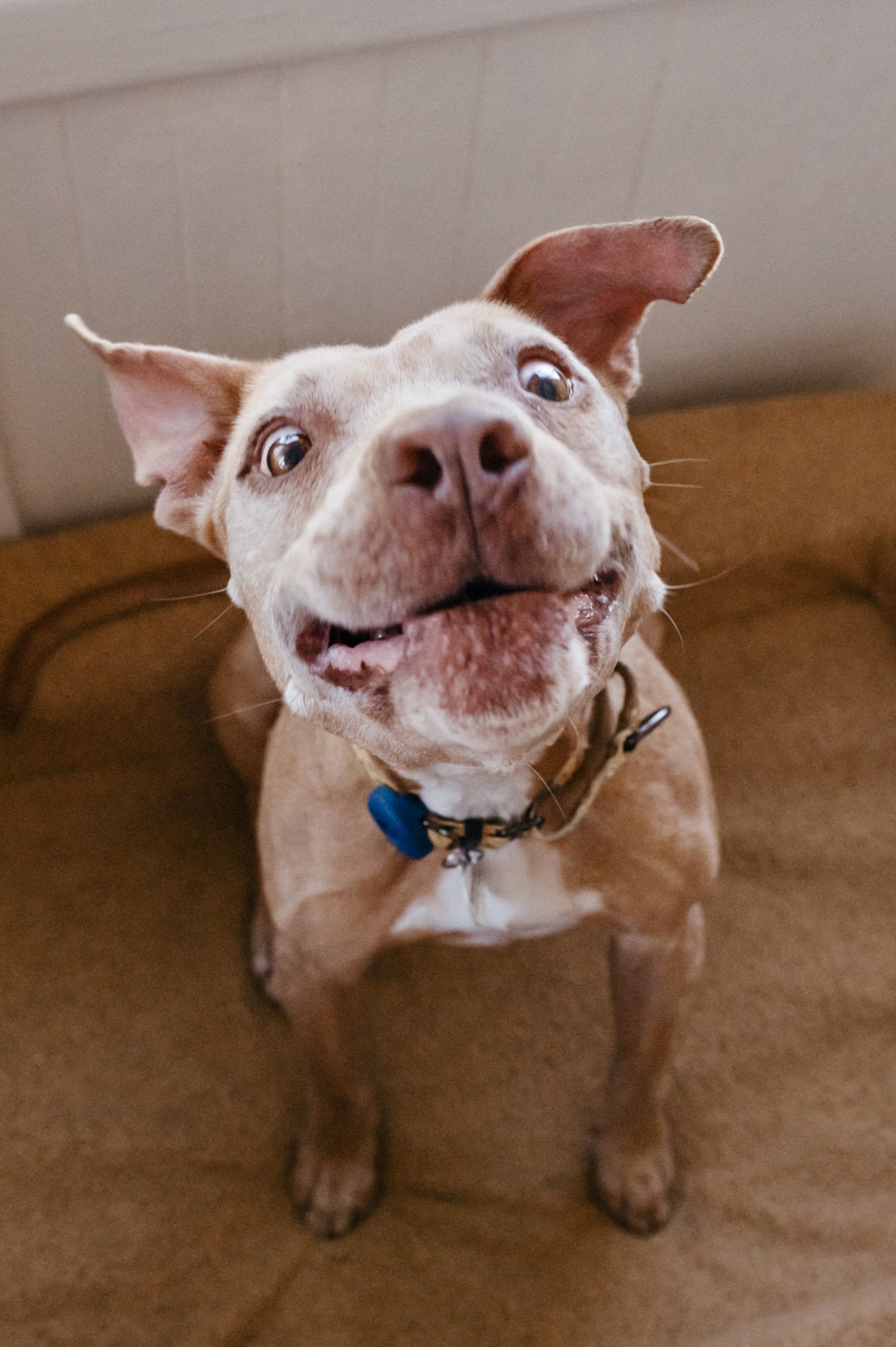 Zuma, a Adopted mixed breed in West Hollywood, CA image 2/5