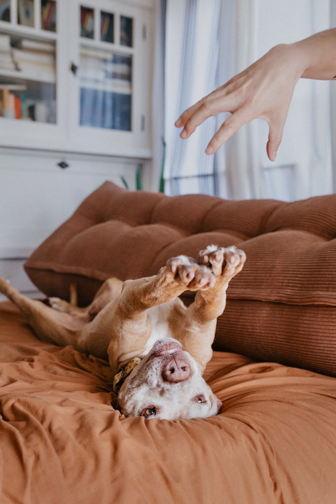 Zuma, a Adopted mixed breed in West Hollywood, CA image 4/5