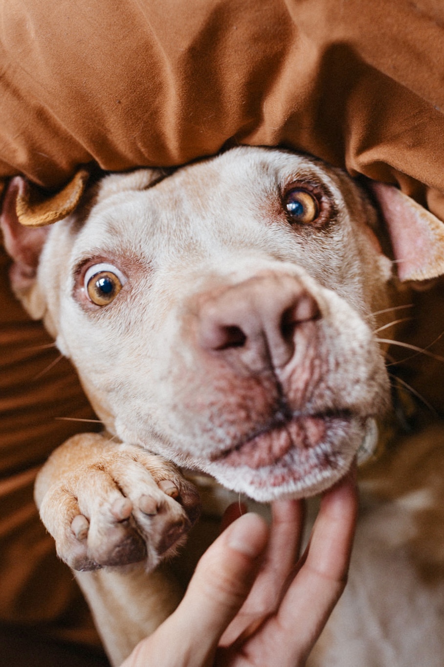 Zuma, a Adopted mixed breed in West Hollywood, CA image 5/5