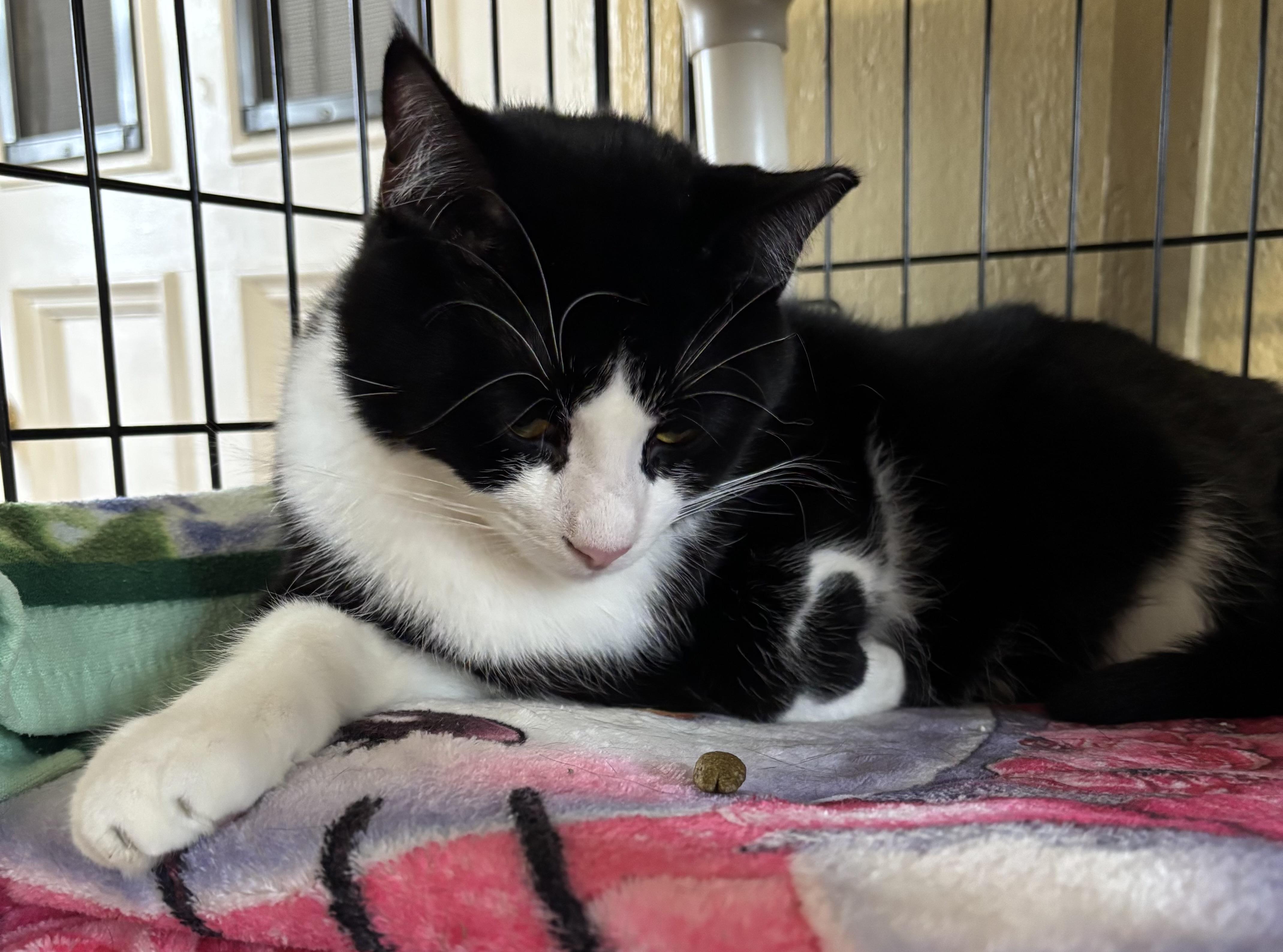 Enlarge Star, a Adoptable Domestic Short Hair in Grosse Ile, MI image 1/2