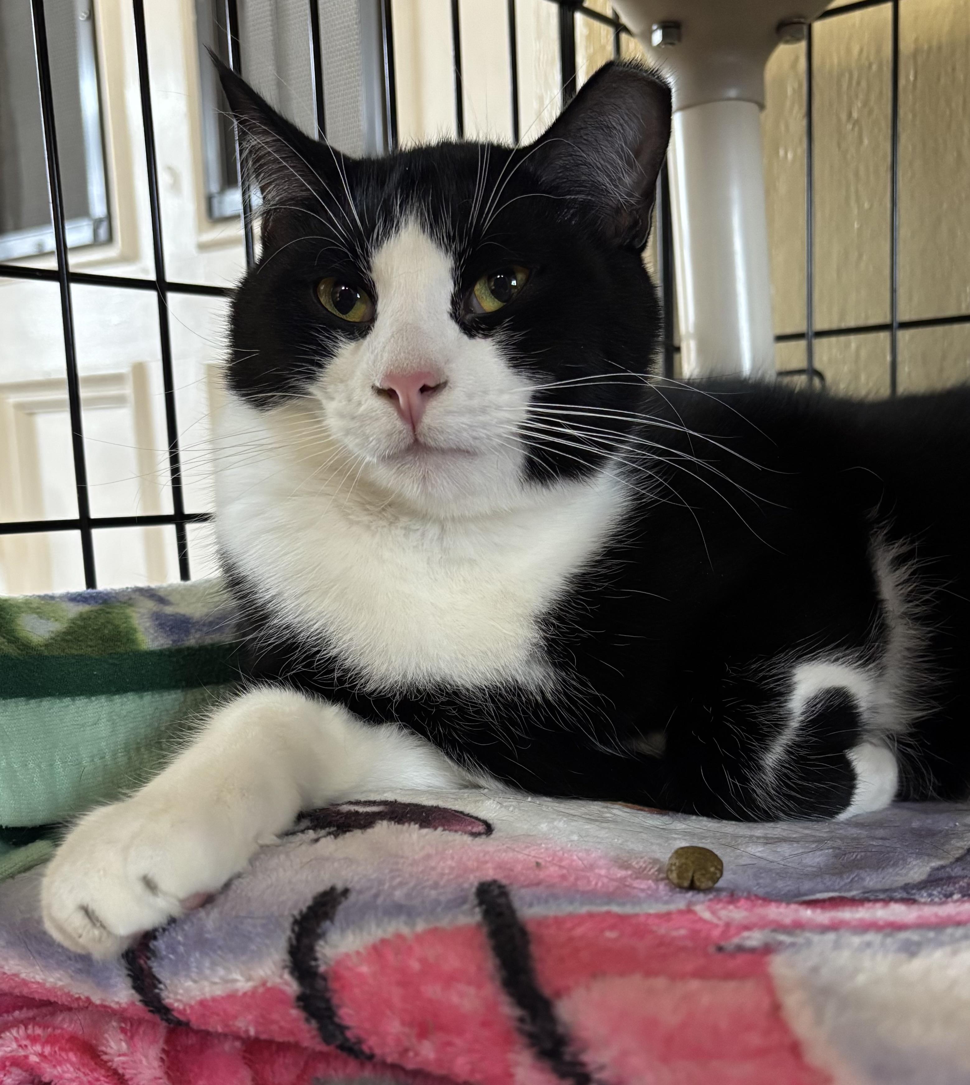 Enlarge Star, a Adoptable Domestic Short Hair in Grosse Ile, MI image 2/2