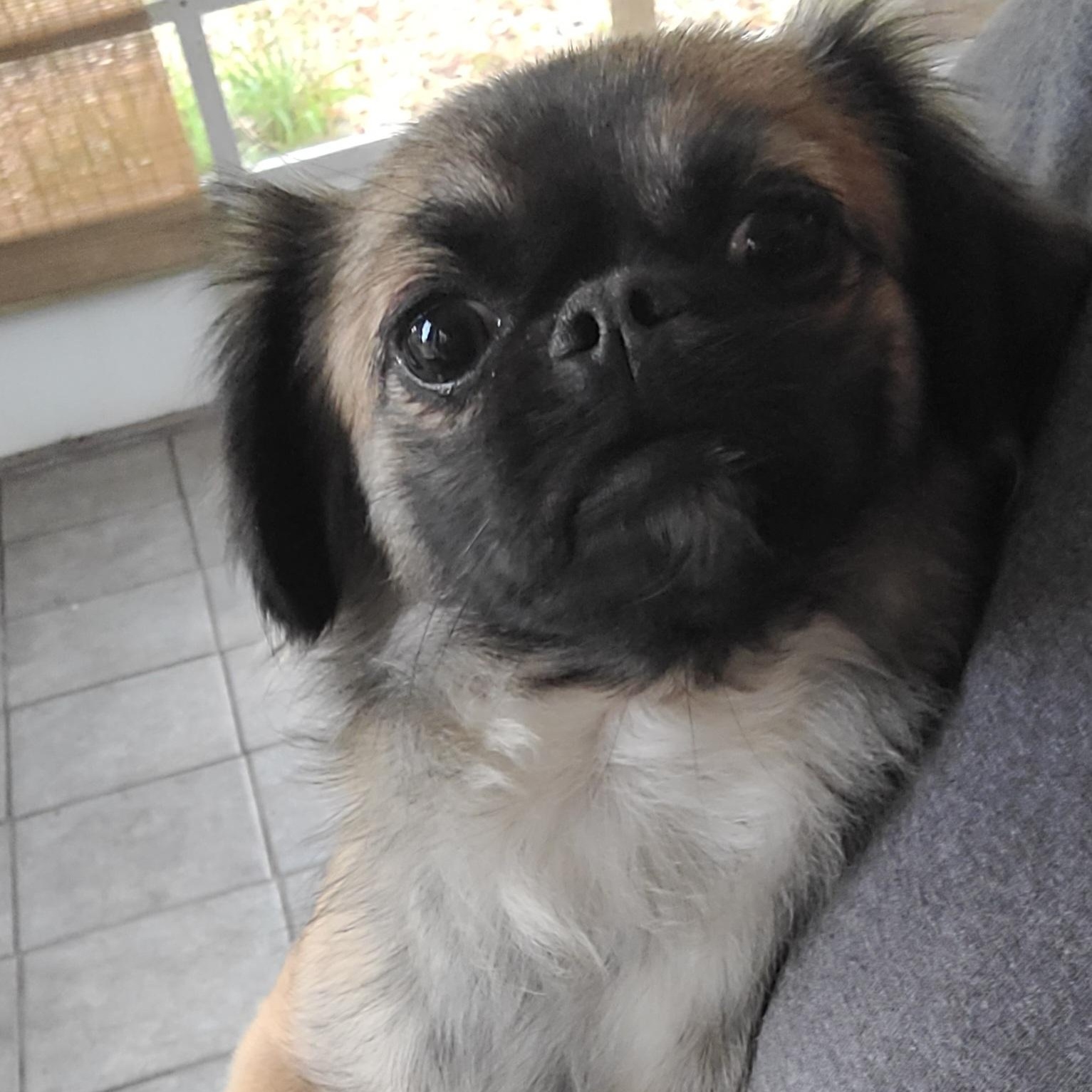 Izzy, a Adoptable mixed breed image 5/6