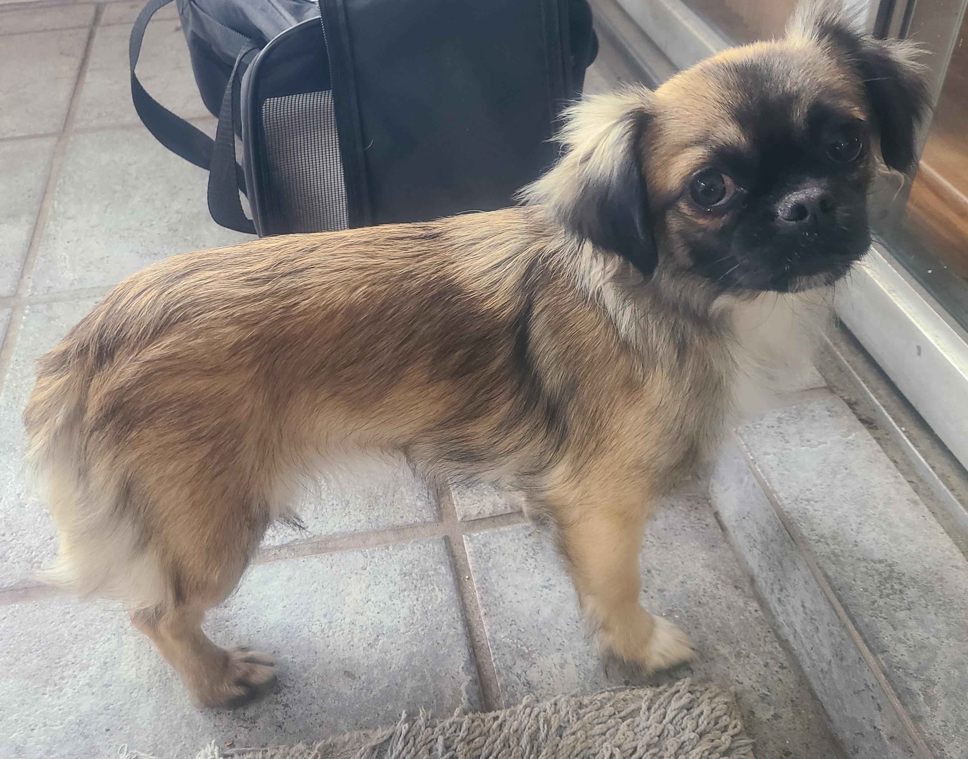 Izzy, Adoptable, Adult Female Chug & Pekingese.