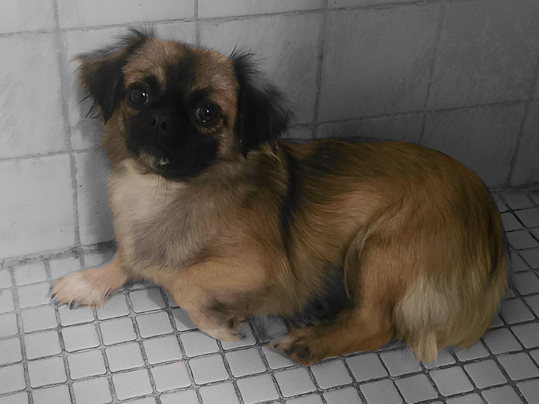 Izzy, a Adoptable mixed breed image 3/6