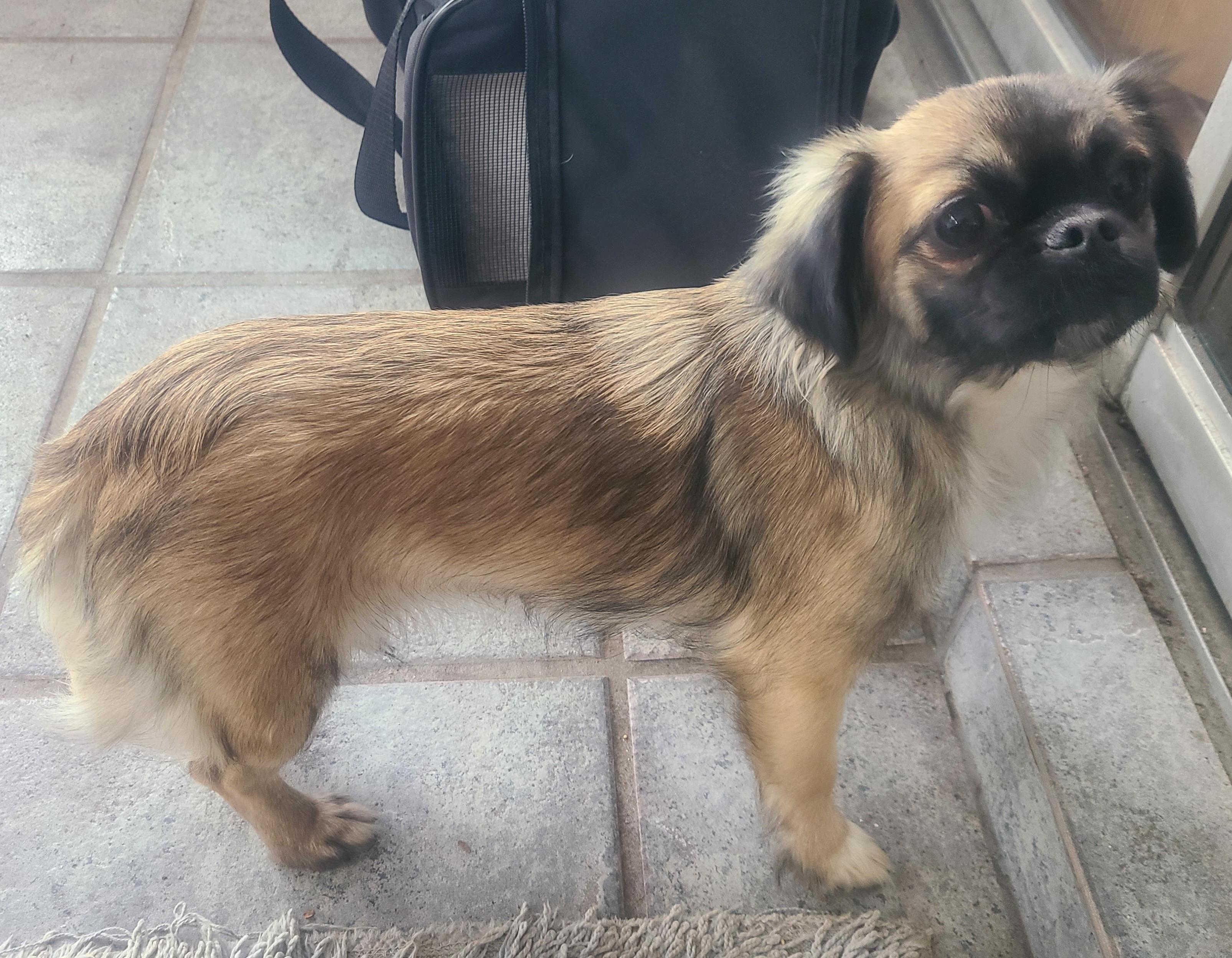 Izzy, a Adoptable mixed breed image 2/6