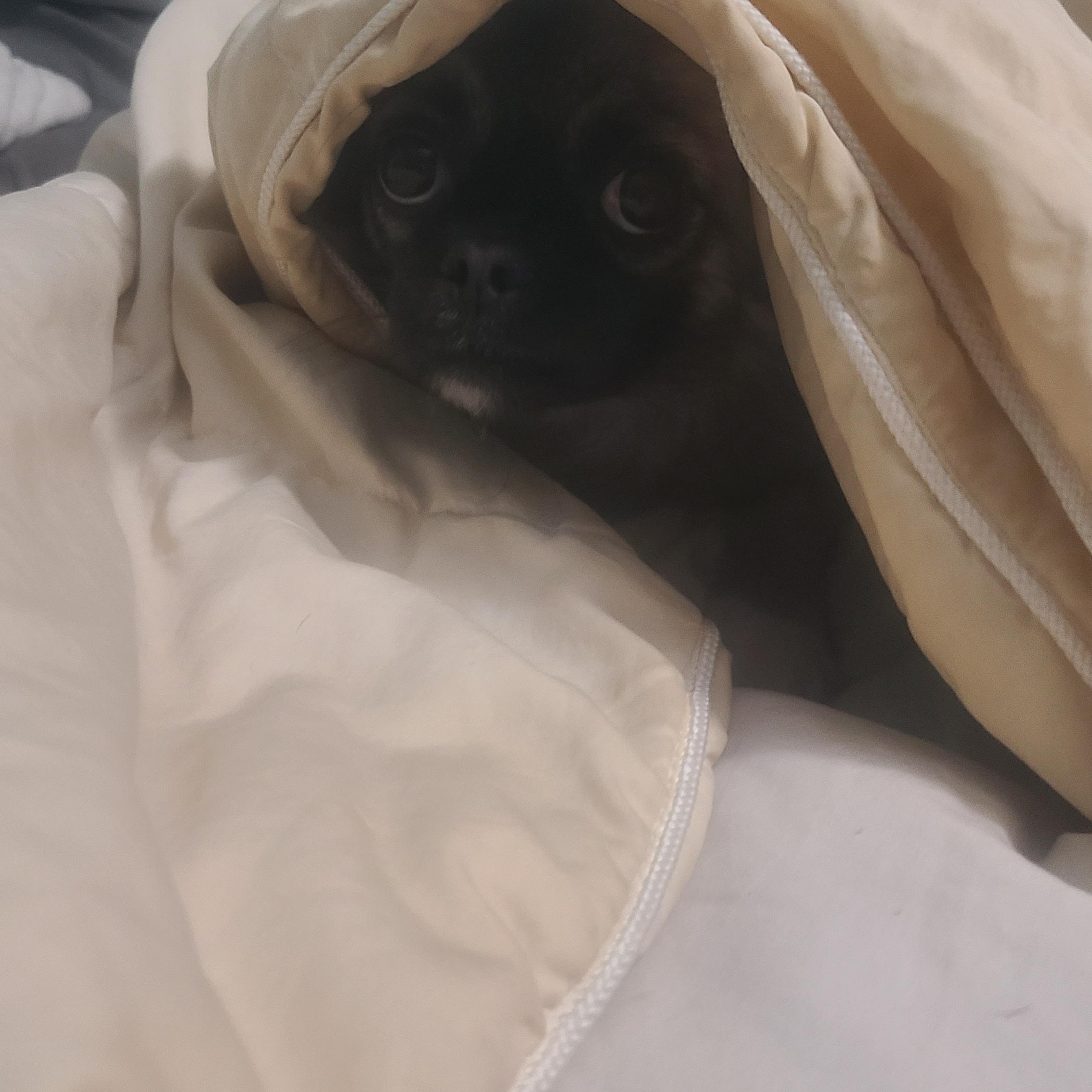 Izzy, a Adoptable mixed breed image 6/6